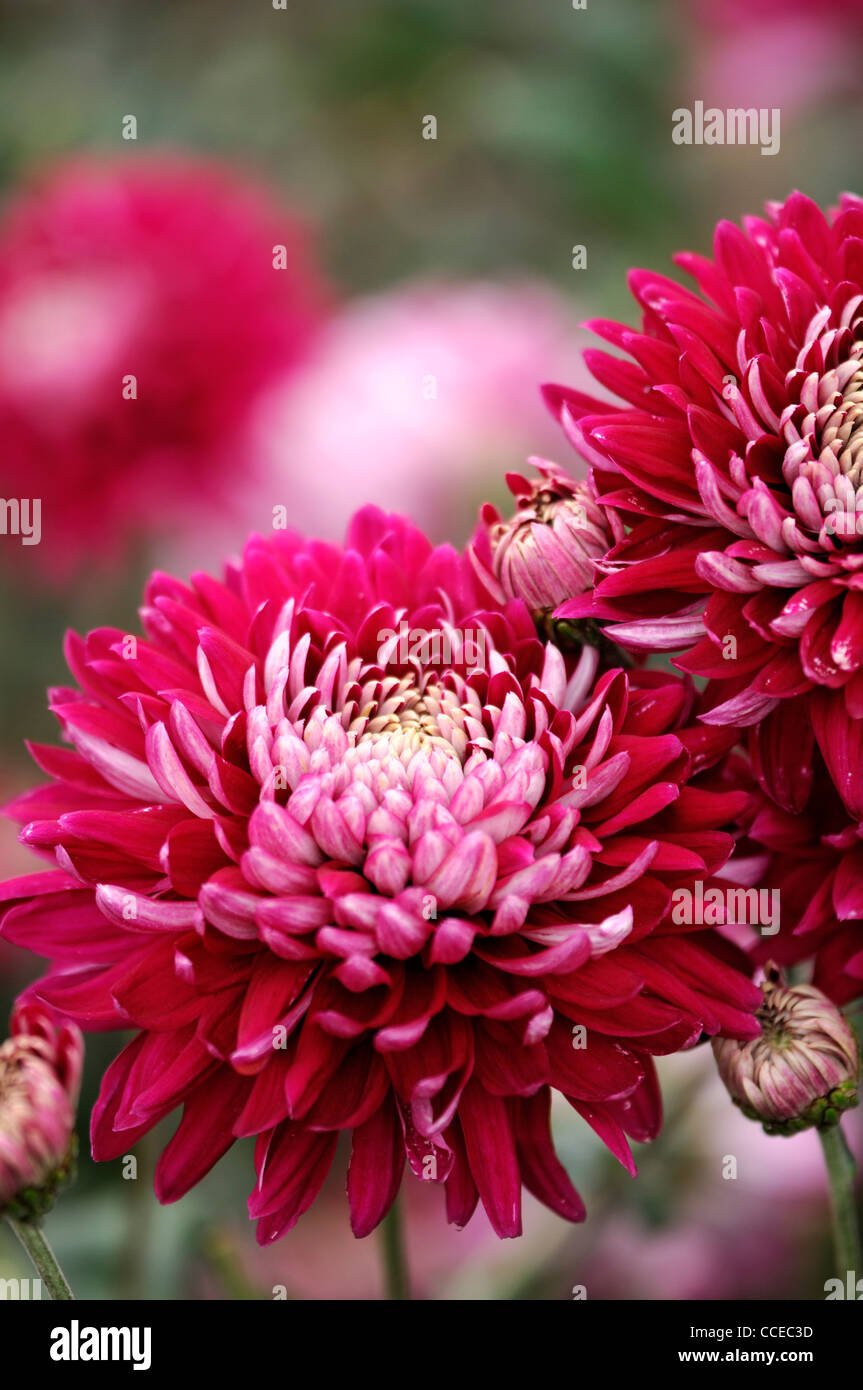 Keystone chrysanthème rouge rose fleurs blanches fleurs fleurs la moitié hardy herbacée vivace fleur fleur fleurs Banque D'Images