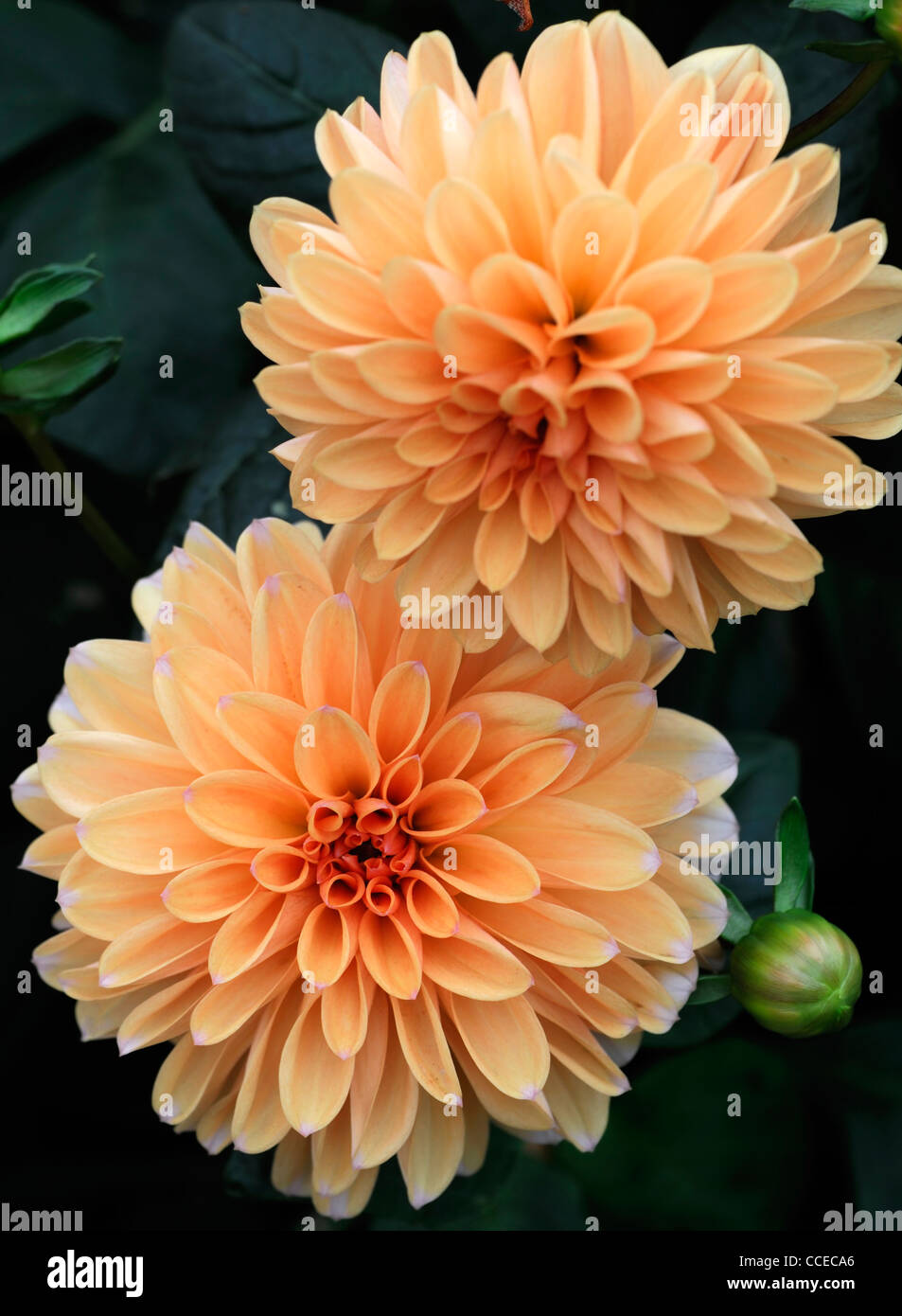 Dahlia anne elise fleur orange fleur plante fleurs portraits gros plan fleurs décoratives fleurs fleurs vivaces Banque D'Images