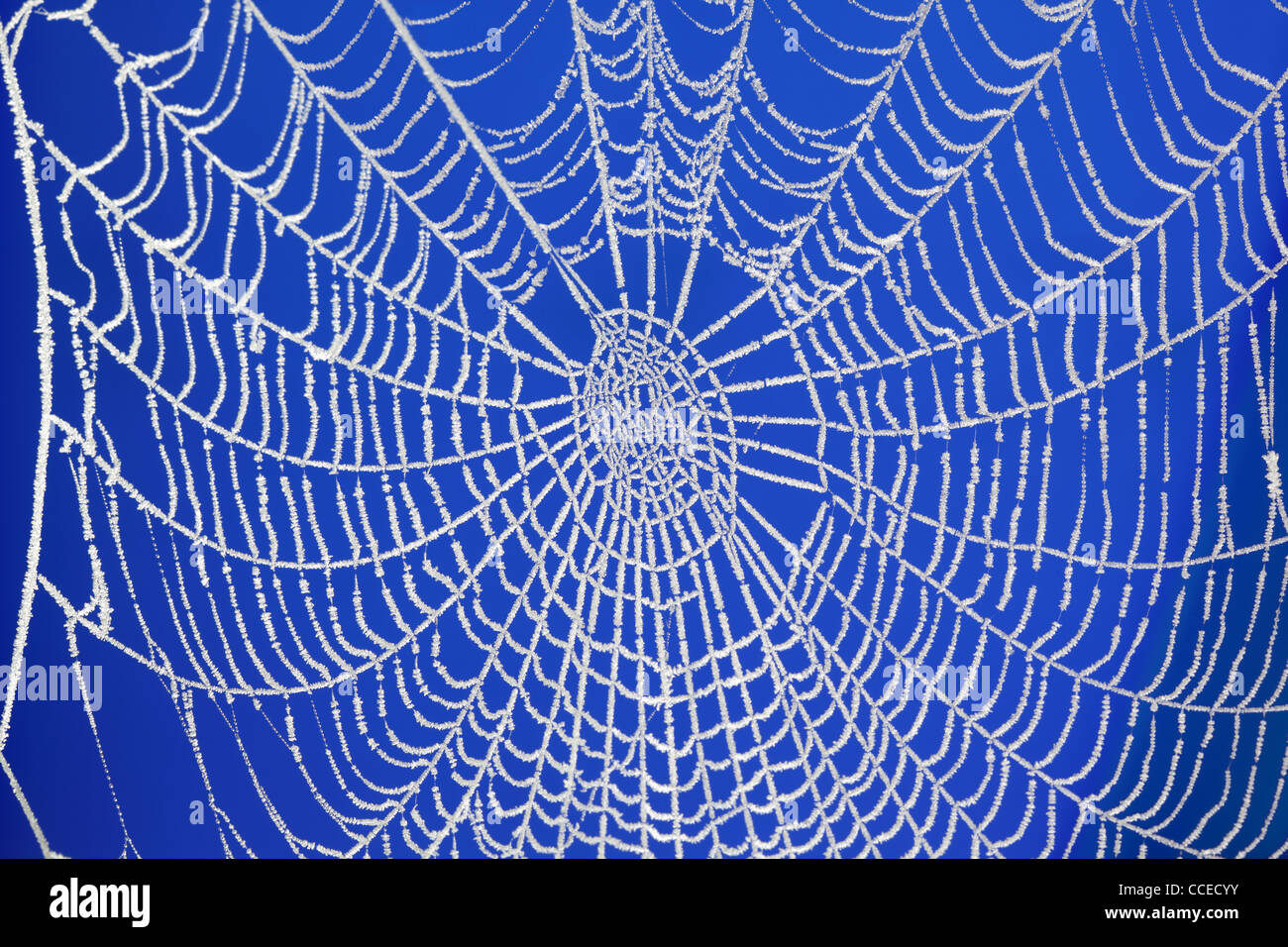 Frozen Spider web Banque D'Images