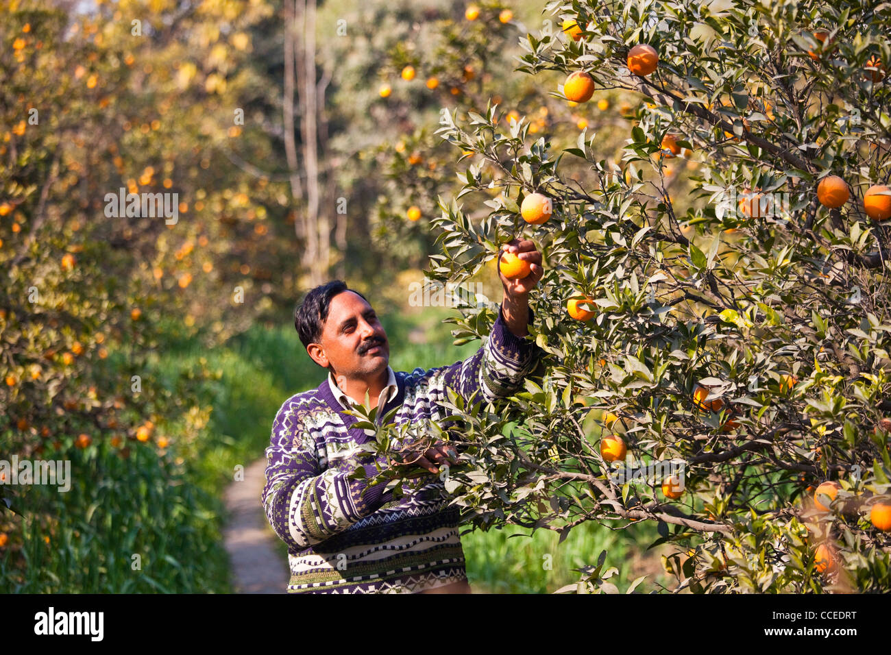 La cueillette des oranges dans la province du Pendjab, au Pakistan Banque D'Images