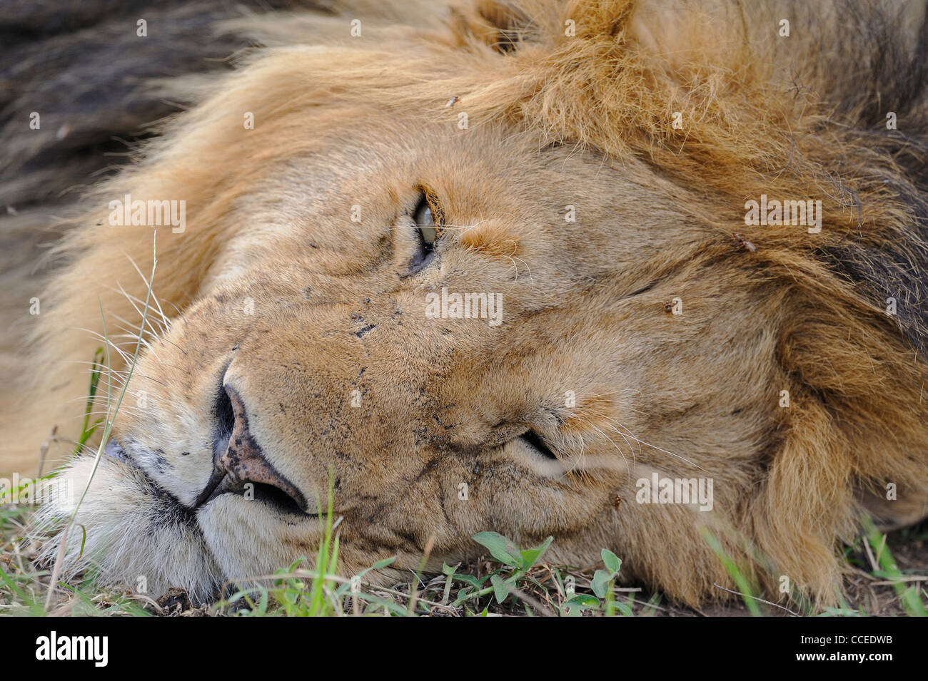 Head shot of a male lion reposant dans le Masai Mara, Kenya, Afrique Banque D'Images