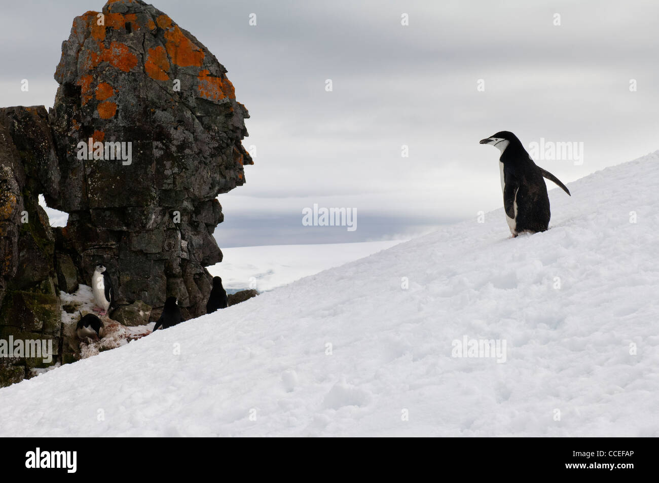 Manchot à Jugulaire (Pygoscelis antarctica), Half Moon Island, l'Île Shetland du Sud, Péninsule Antarctique Banque D'Images