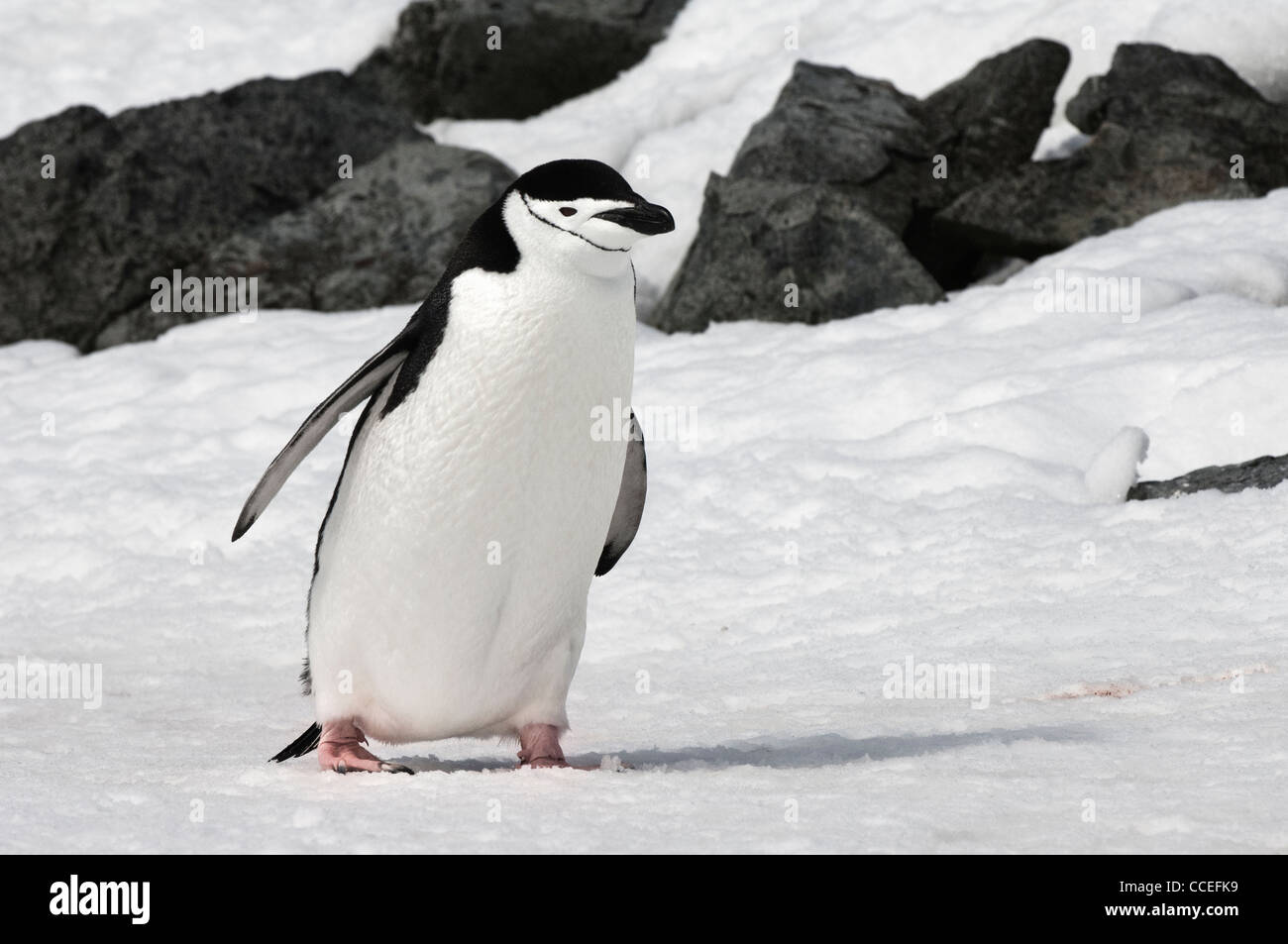 Manchot à Jugulaire (Pygoscelis antarctica) randonnée pédestre, Half Moon Island, l'Île Shetland du Sud, Péninsule Antarctique Banque D'Images