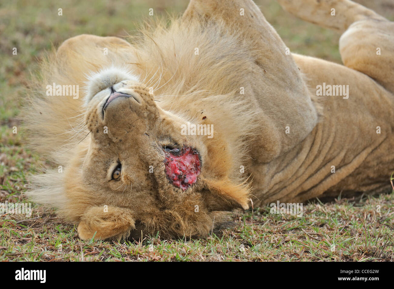 Lion Blesse Banque D Image Et Photos Alamy