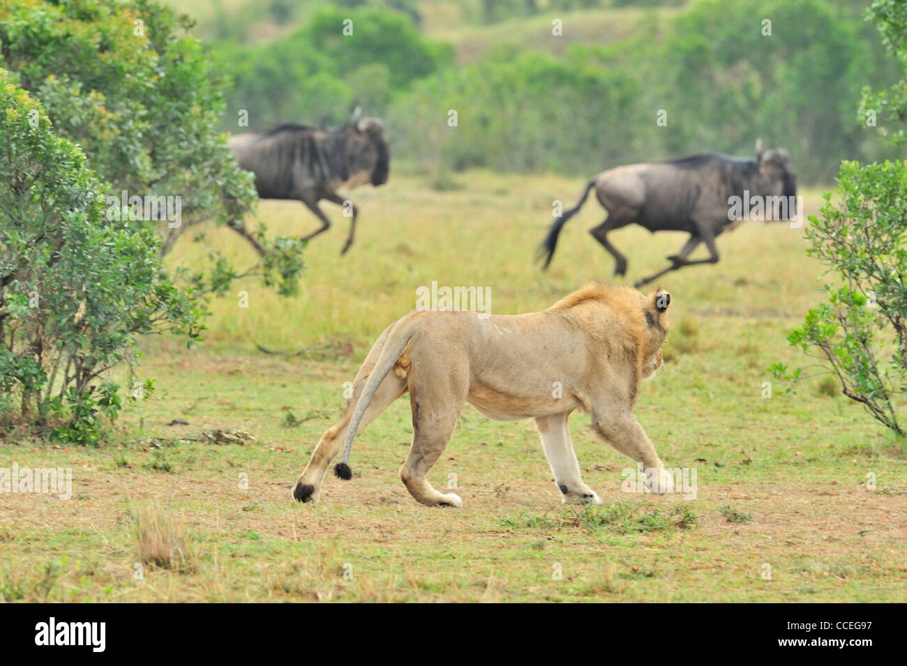 Une lionne a charger une wildbeest dans le Masai Mara, Kenya, Afrique Banque D'Images