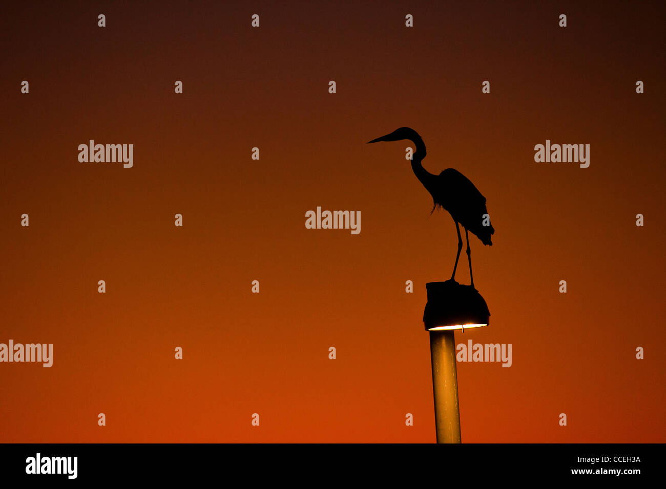 Une grande aigrette perchée sur une lampe de rue qui se profile au coucher du soleil à Sarasota, Floride Banque D'Images