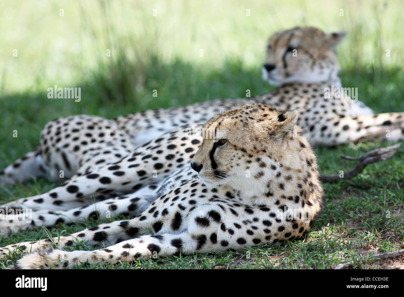 Deux cheetahs (frères), Réserve nationale de Masai Mara, Kenya, Afrique de l'est. 2/2/2009. Photo: Stuart Boulton/Alay Banque D'Images