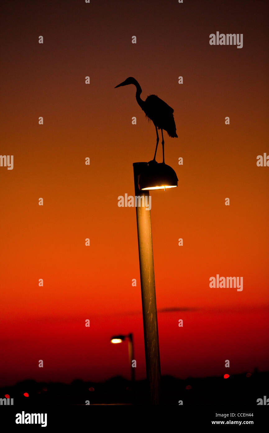 Une grande aigrette perchée sur une lampe de rue qui se profile au coucher du soleil à Sarasota, Floride Banque D'Images