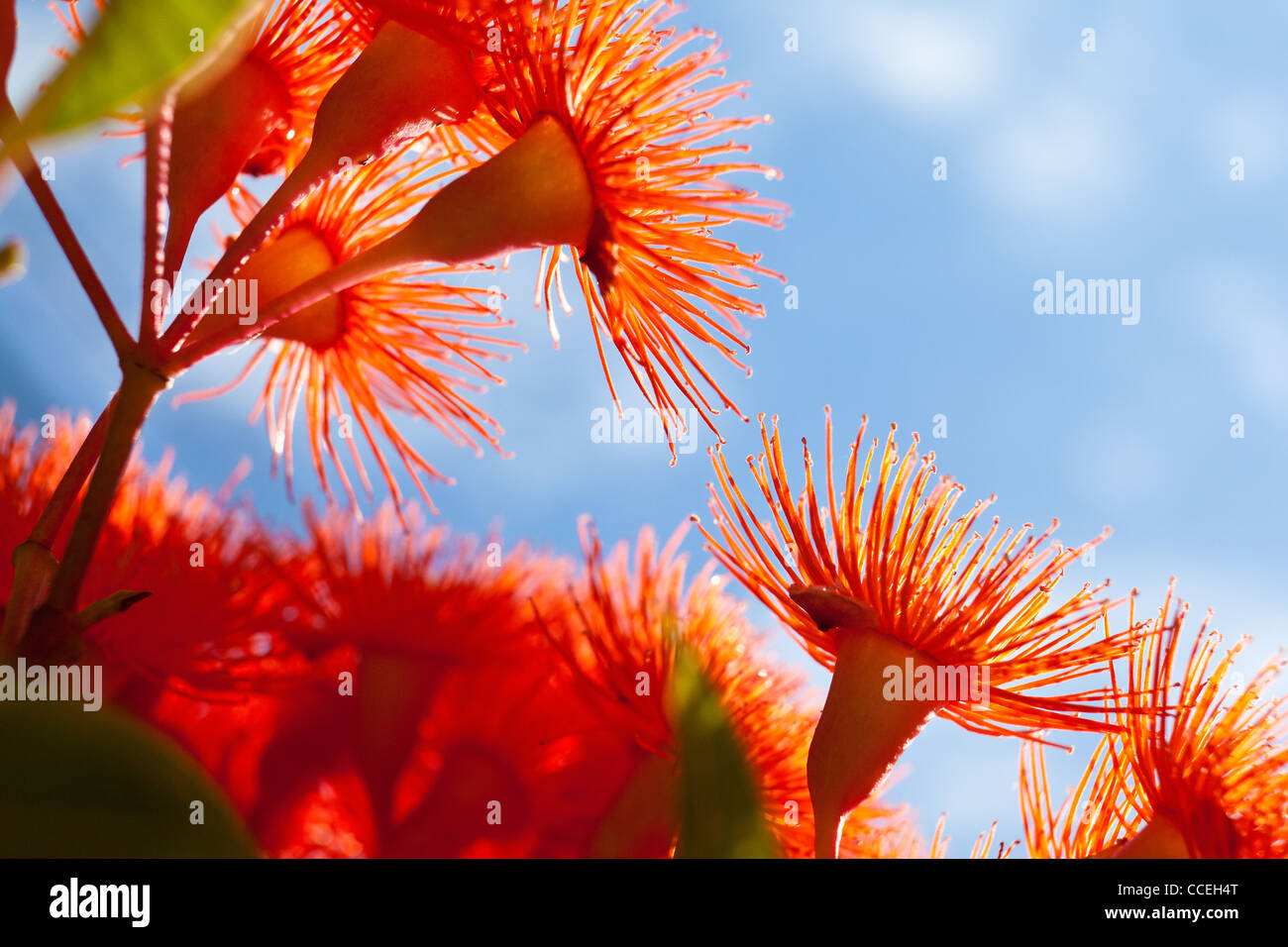 La floraison gum tree en Australie nom botanique : Corymbia ficifolia natuve à l'ouest de l'Australie Banque D'Images