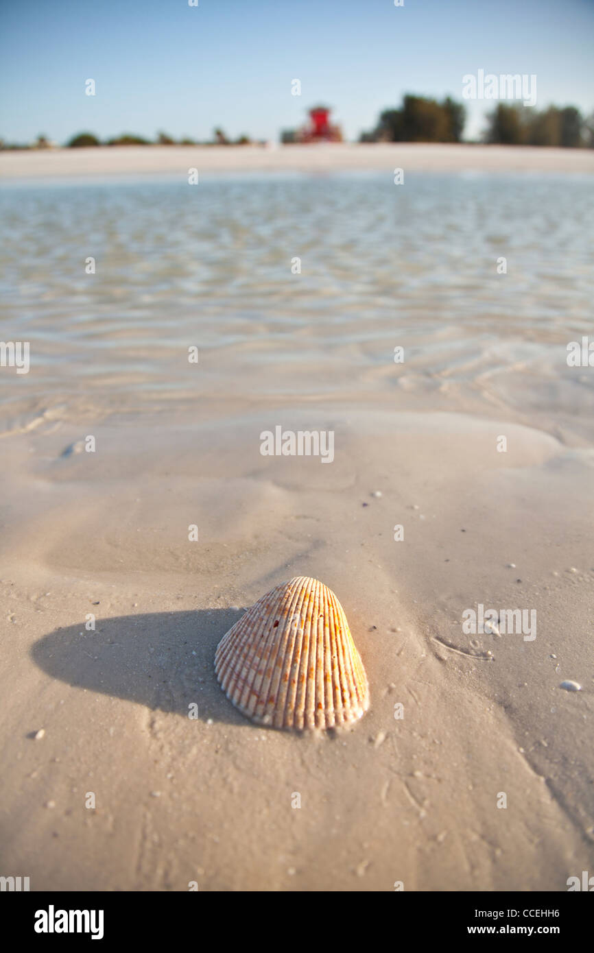 Shell sur le sable blanc de poudre célèbre Siesta Key Beach, Sarasota en Floride Banque D'Images