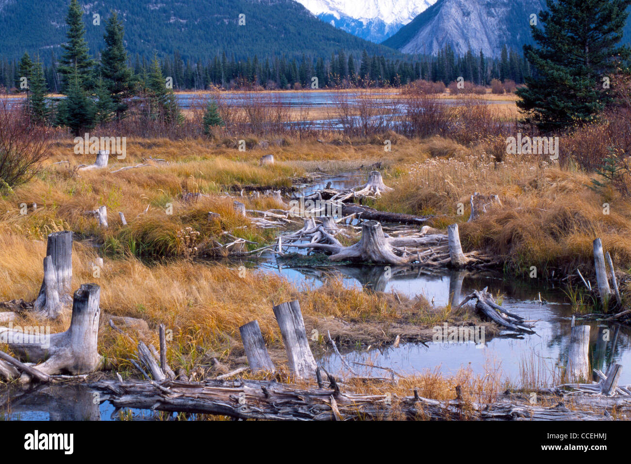 Les zones humides d'Lacs-vermilion sont vus dans la vallée de la rivière Bow dans les Rocheuses canadiennes au pied du mont Norquay, dans le parc national Banff, en Alberta. Banque D'Images