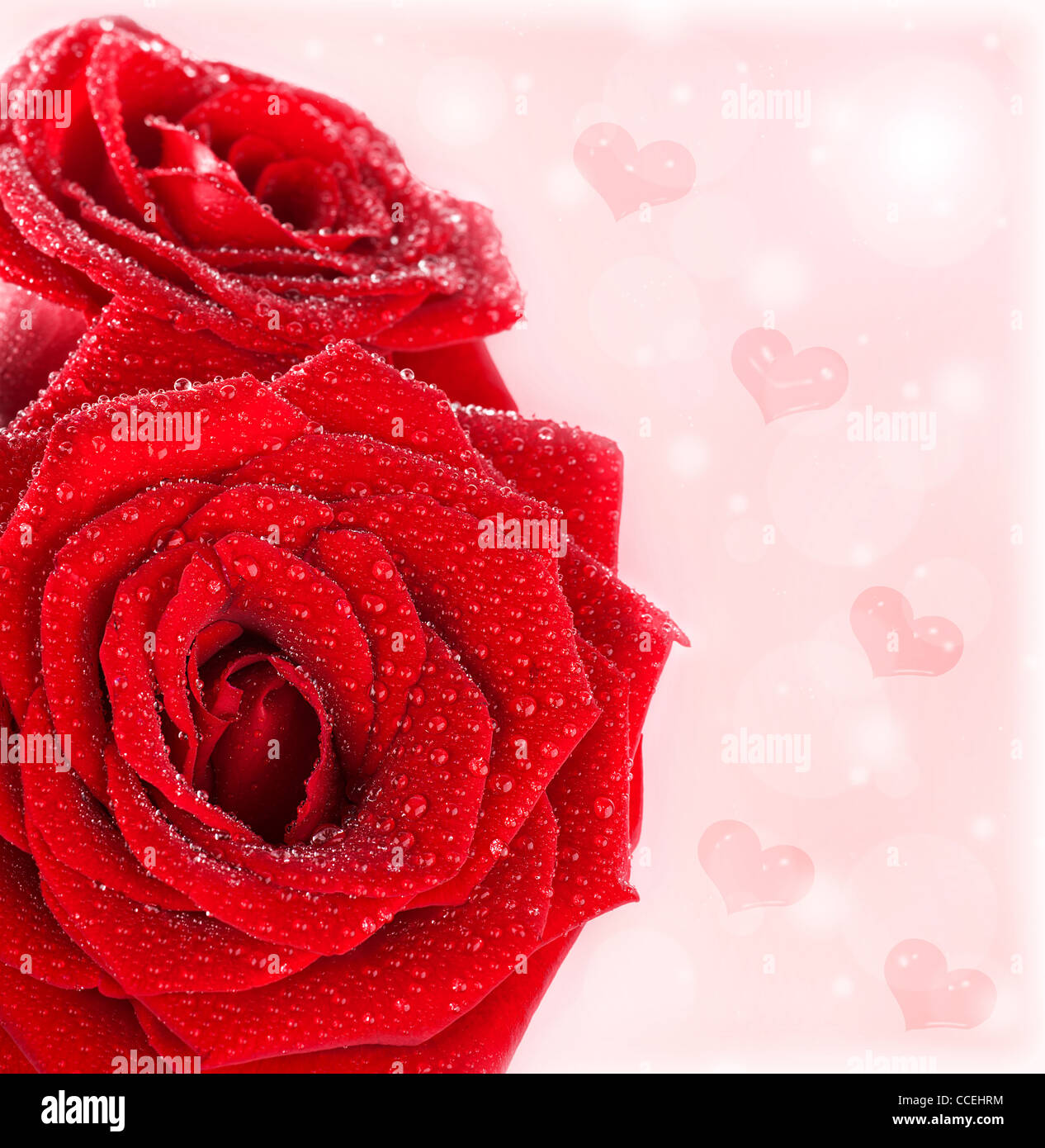 Les Coeurs Roses Rouges Belles roses rouges frontière avec coeurs, résumé, fond de carte de ...