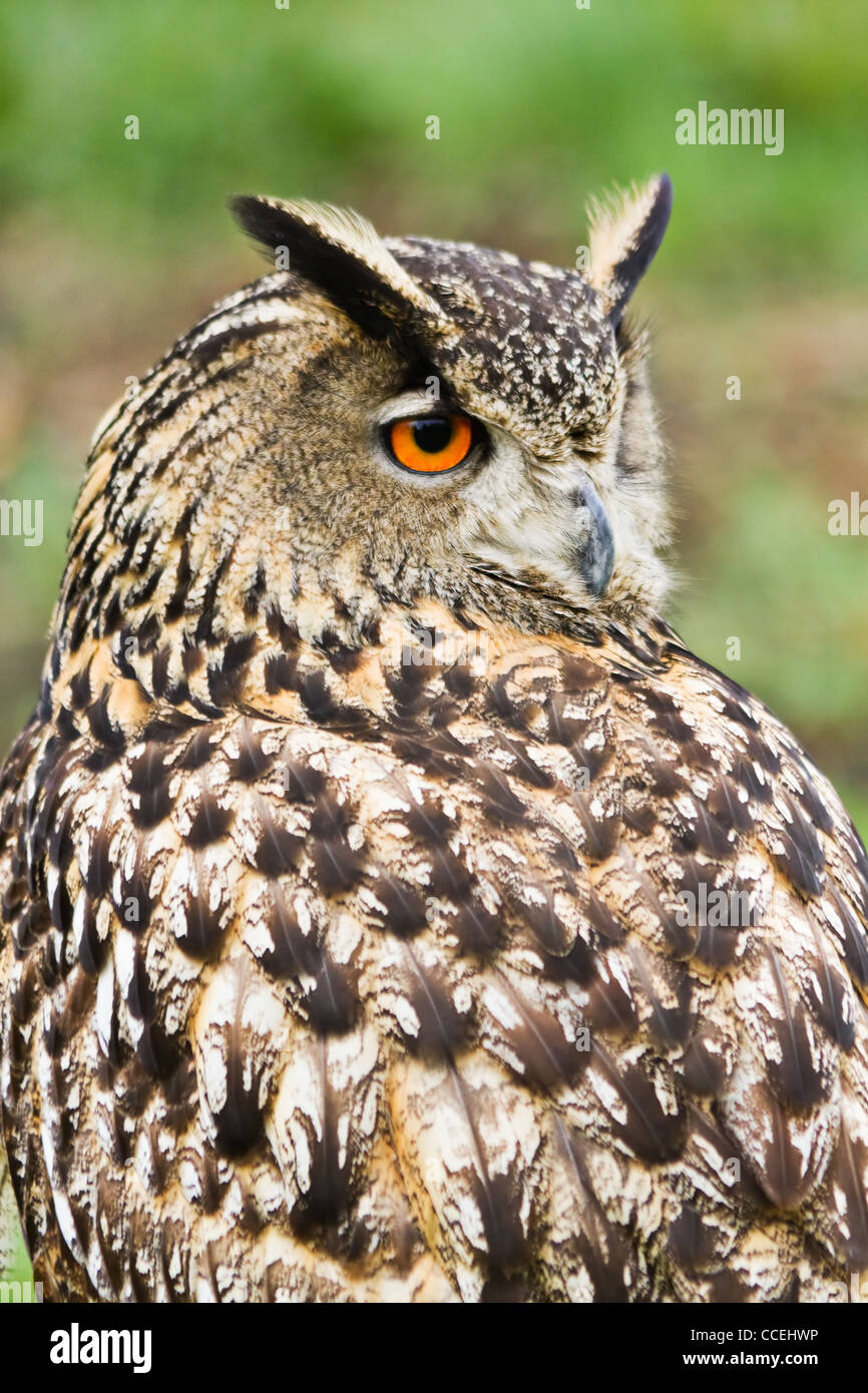 Eagle owl assis et à l'arrière Banque D'Images