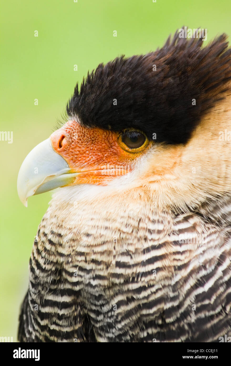 Chef de Caracara huppé en side angle view Banque D'Images