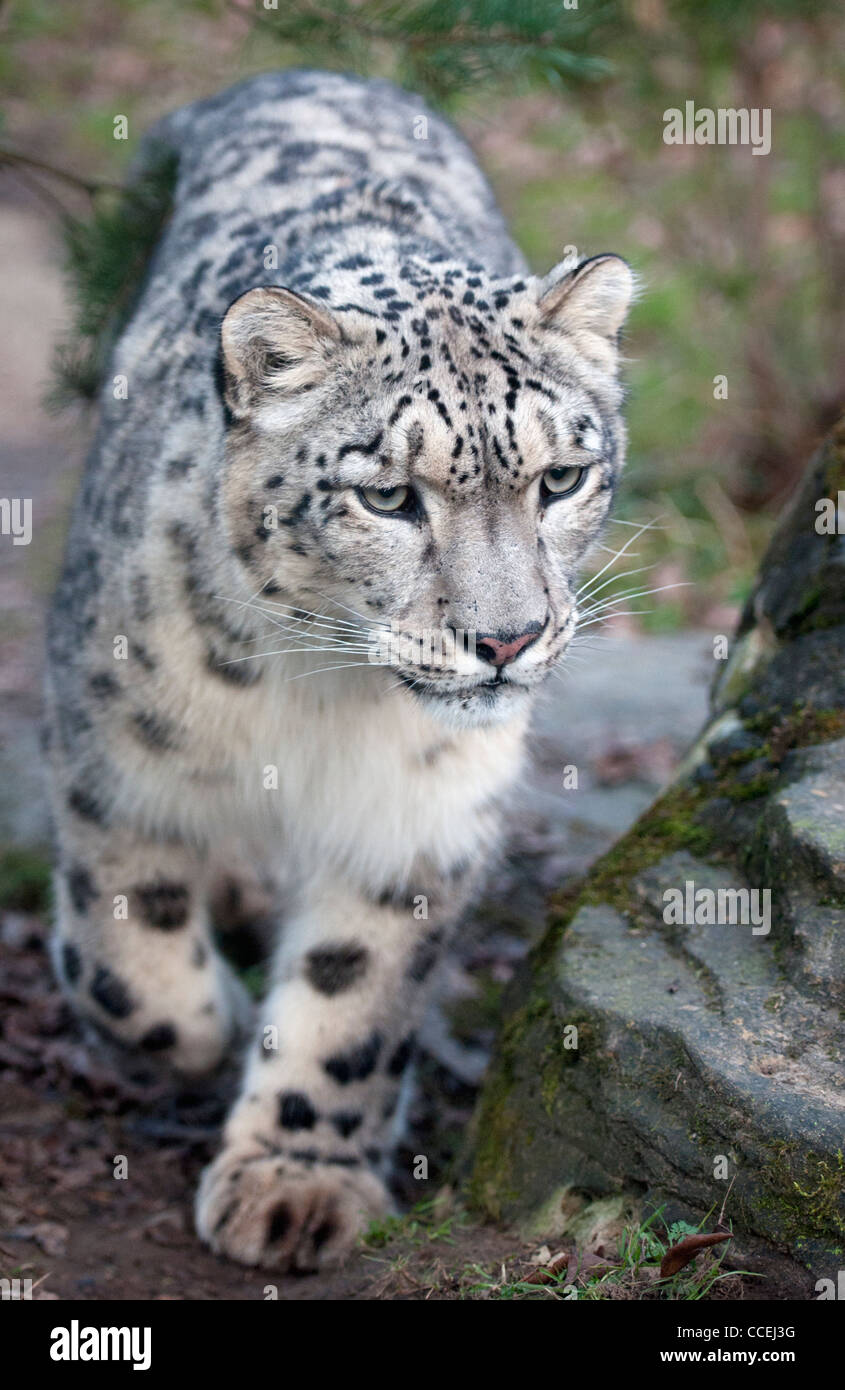 Snow Leopard homme Indeever Banque D'Images