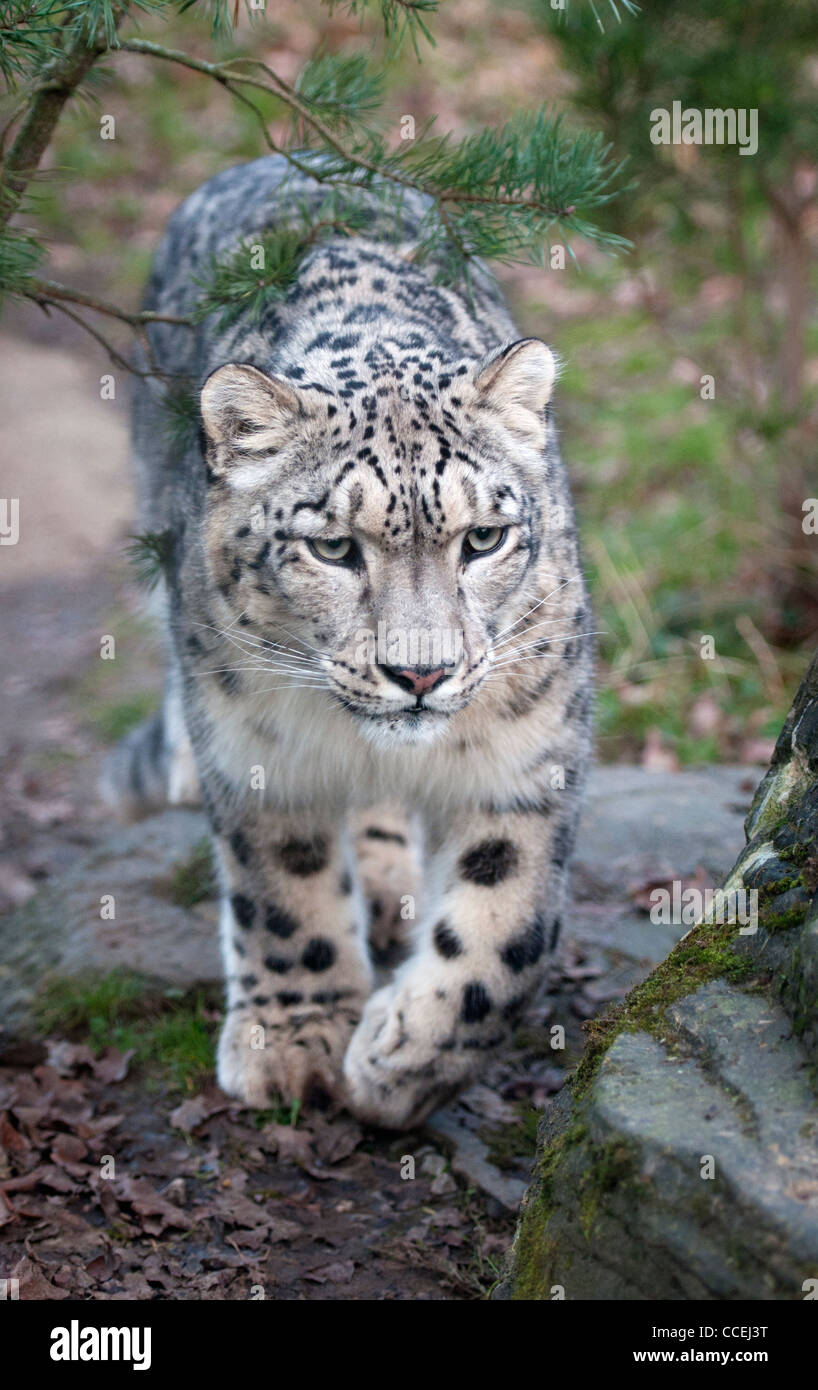 Homme snow leopard walking towards camera Banque D'Images