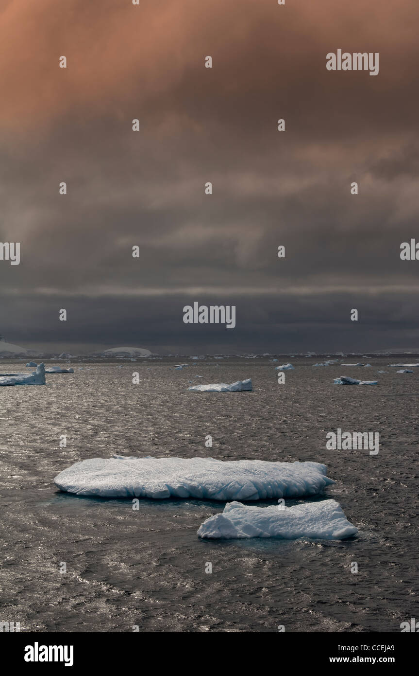 Cuverville Island, Antarctic Peninsula Banque D'Images