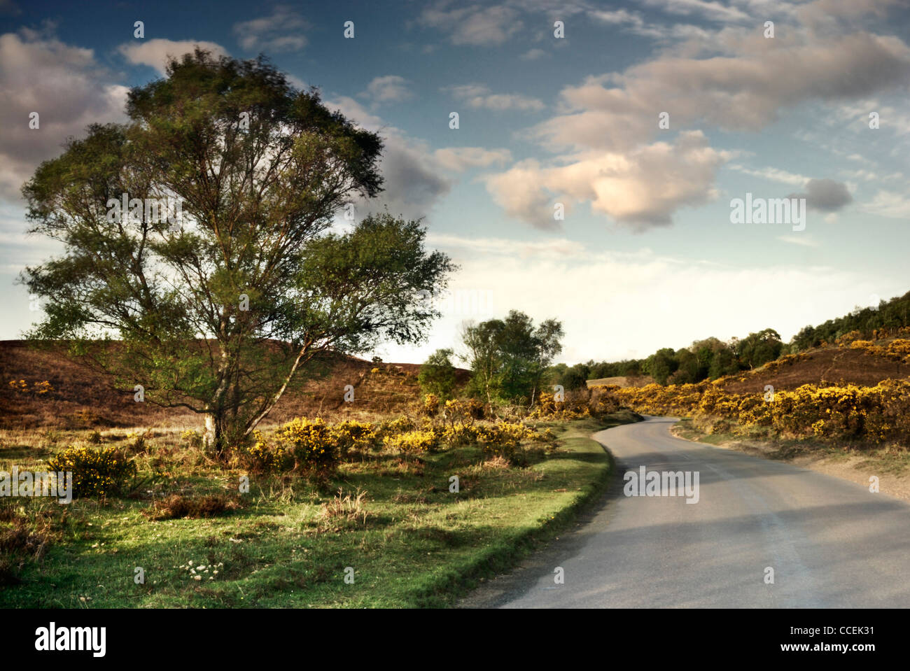 La lande dans le New Forest, Hampshire, England, UK Banque D'Images