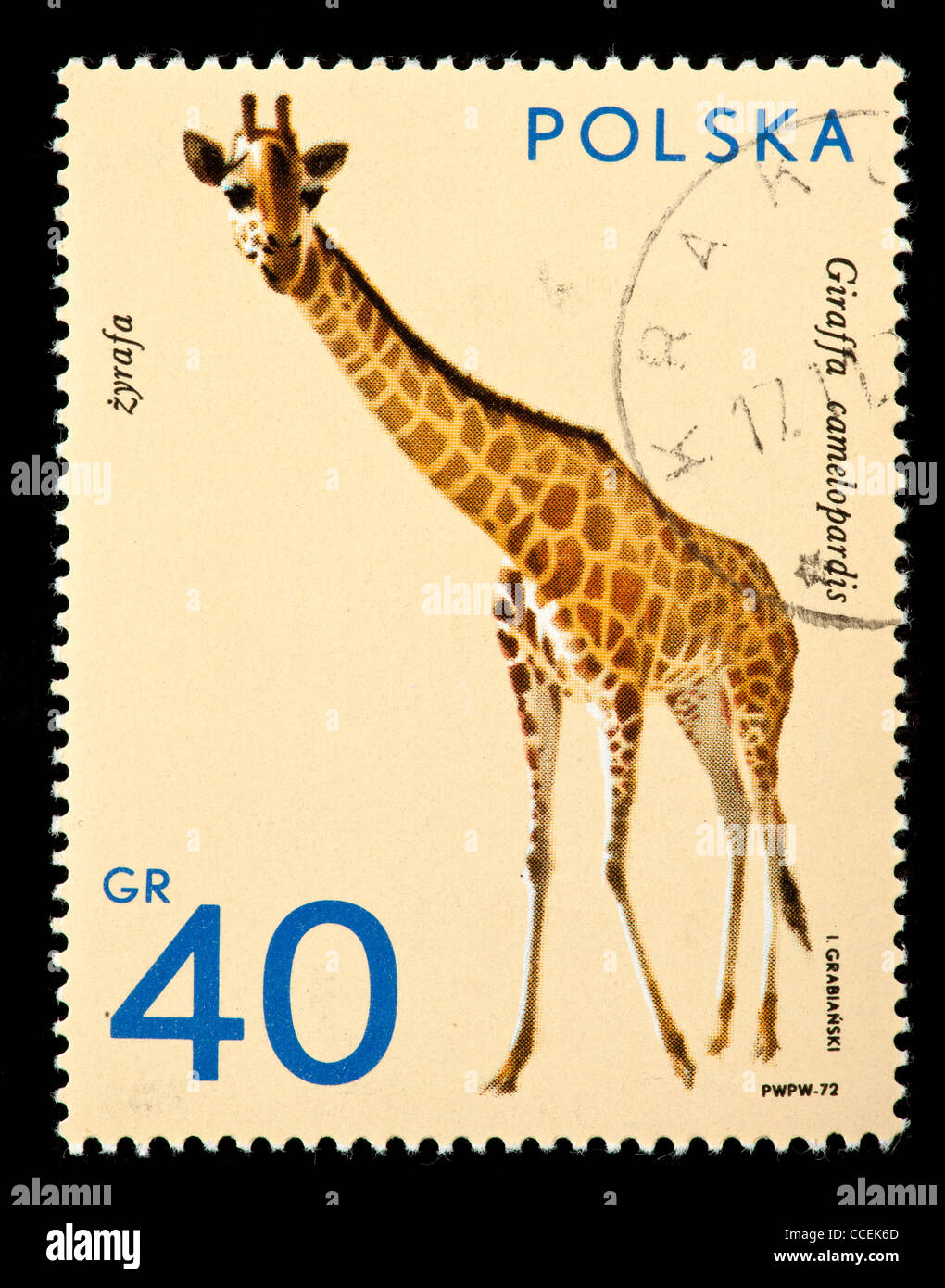 Timbre-poste de la Pologne représentant une Girafe (Giraffa camelopardis) Banque D'Images