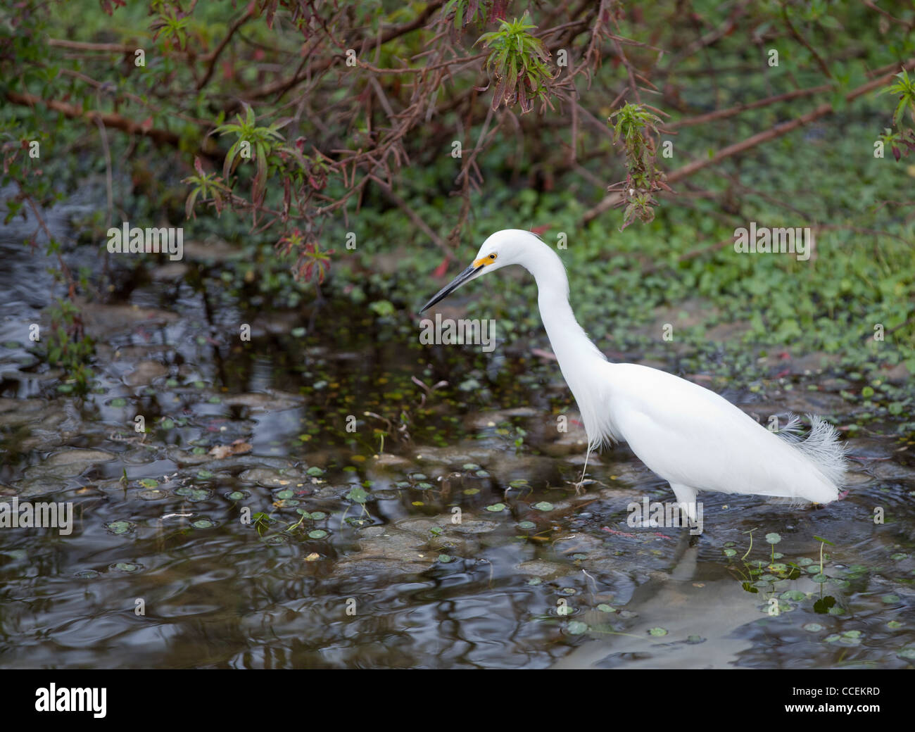 Snowy White Egret - Egreta thula Banque D'Images