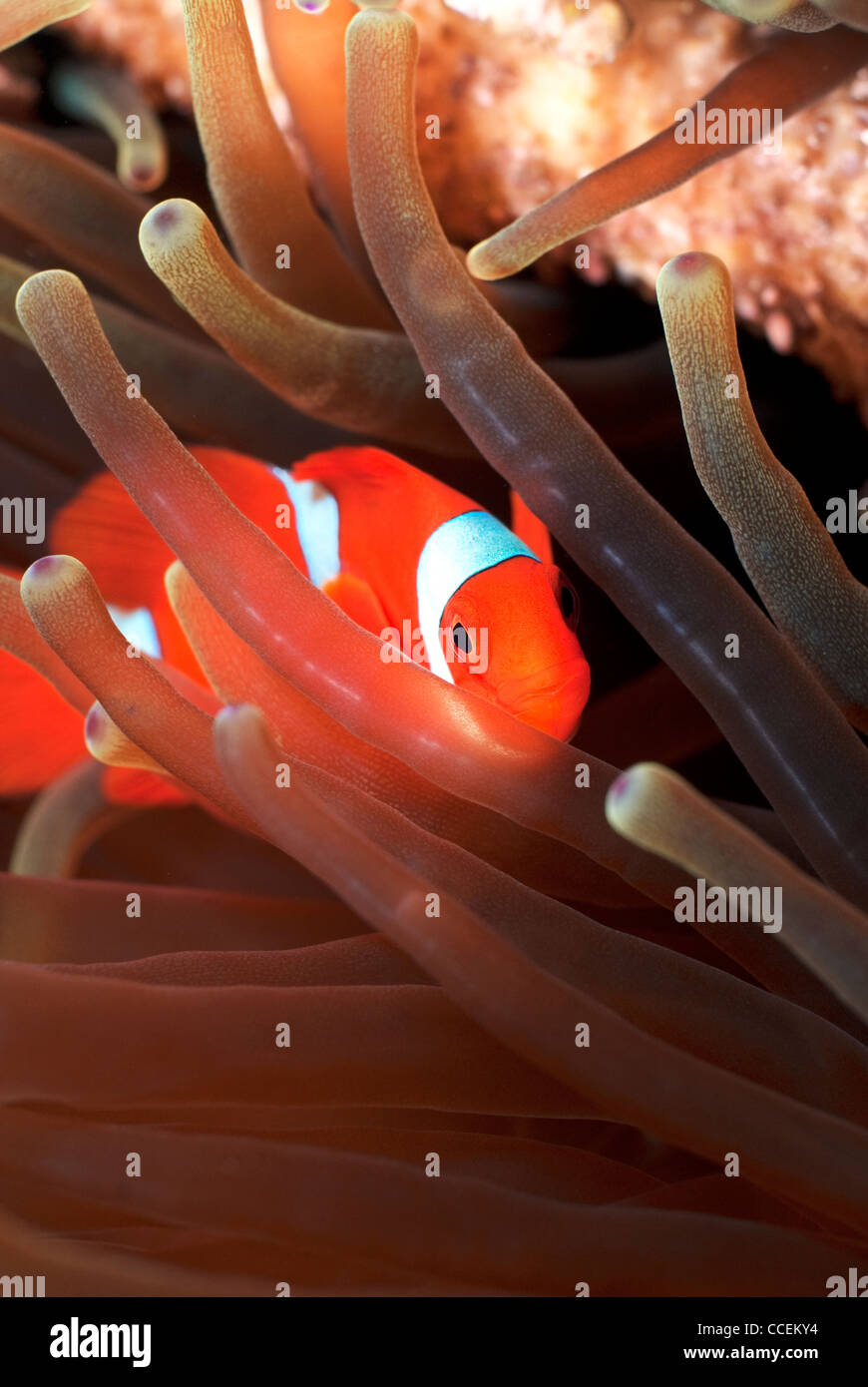 False Percula Clownfish Amphiprion ocellaris Anémone de mer magnifique dans Heteractis magnifica en mer de Bismarck Papouasie Nouvelle Guinée Banque D'Images