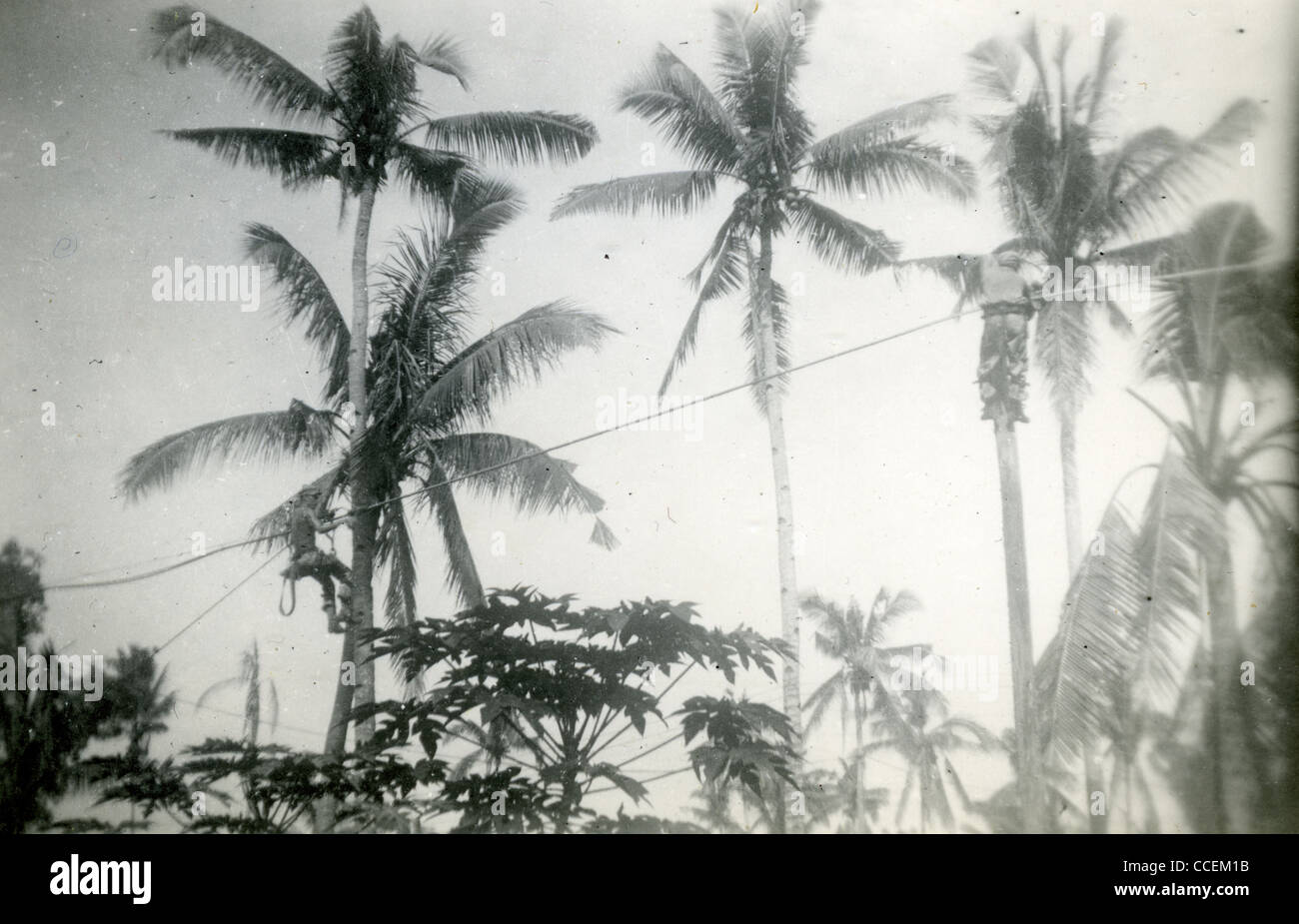 Groupe de travail sur les lignes d'alimentation Seabees à Leyte, aux Philippines pendant la Seconde Guerre mondiale. Banque D'Images