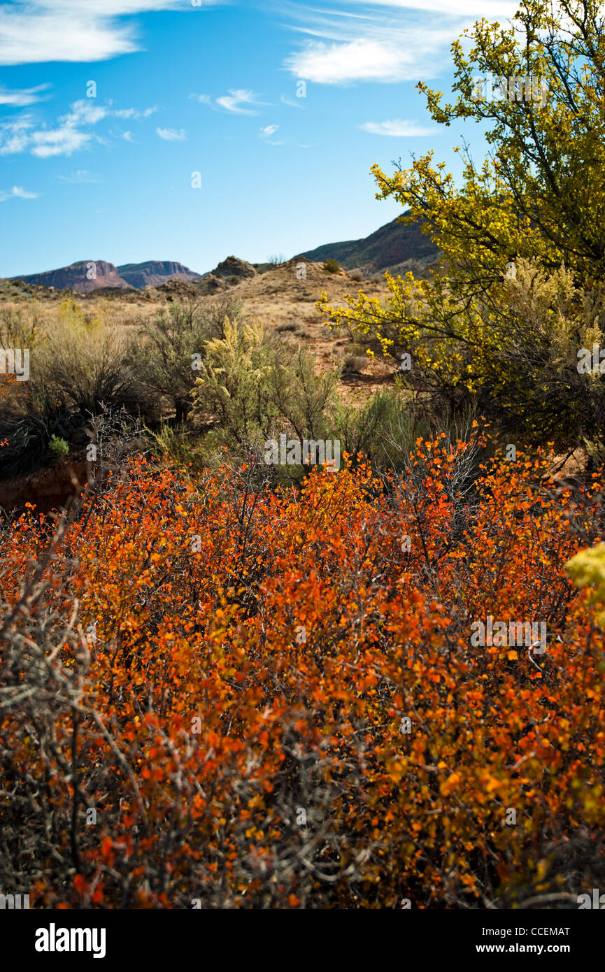 Utah automne paysage désertique avec feuillage orange et bleu ciel. Banque D'Images