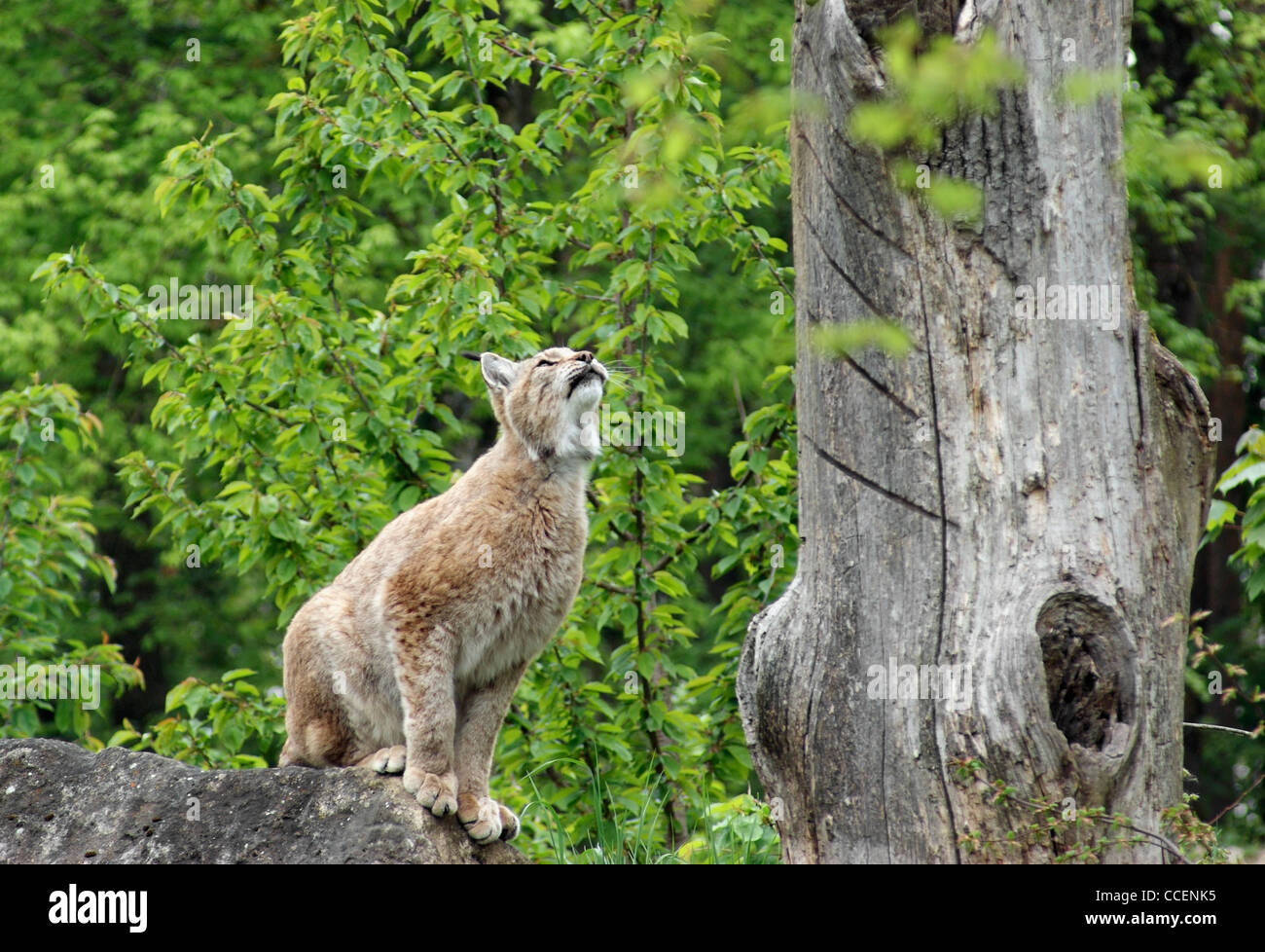 Lynx eurasien prêt à sauter en face de forest retour Banque D'Images