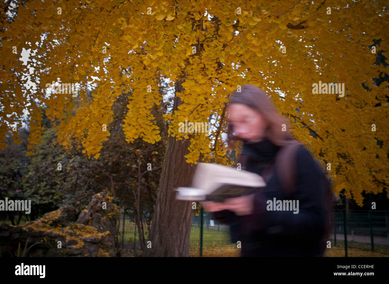 Le Ginkgo Biloba centenaire du Jardin Botanique., la tête dans un livre. Le 6 août, 1945 explosion atomique a eu lieu à Hiroshima. T Banque D'Images