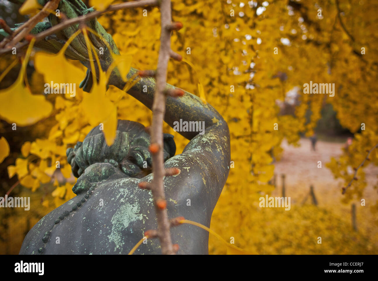 Le Ginkgo Biloba centenaire du Jardin Botanique., Ginkgo Biloba arbre qui s'est greffé une branche féminine 4. Banque D'Images