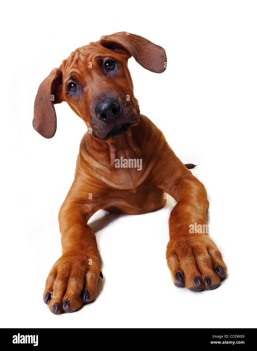 Un Rhodesian Ridgeback puppy sitting down Banque D'Images