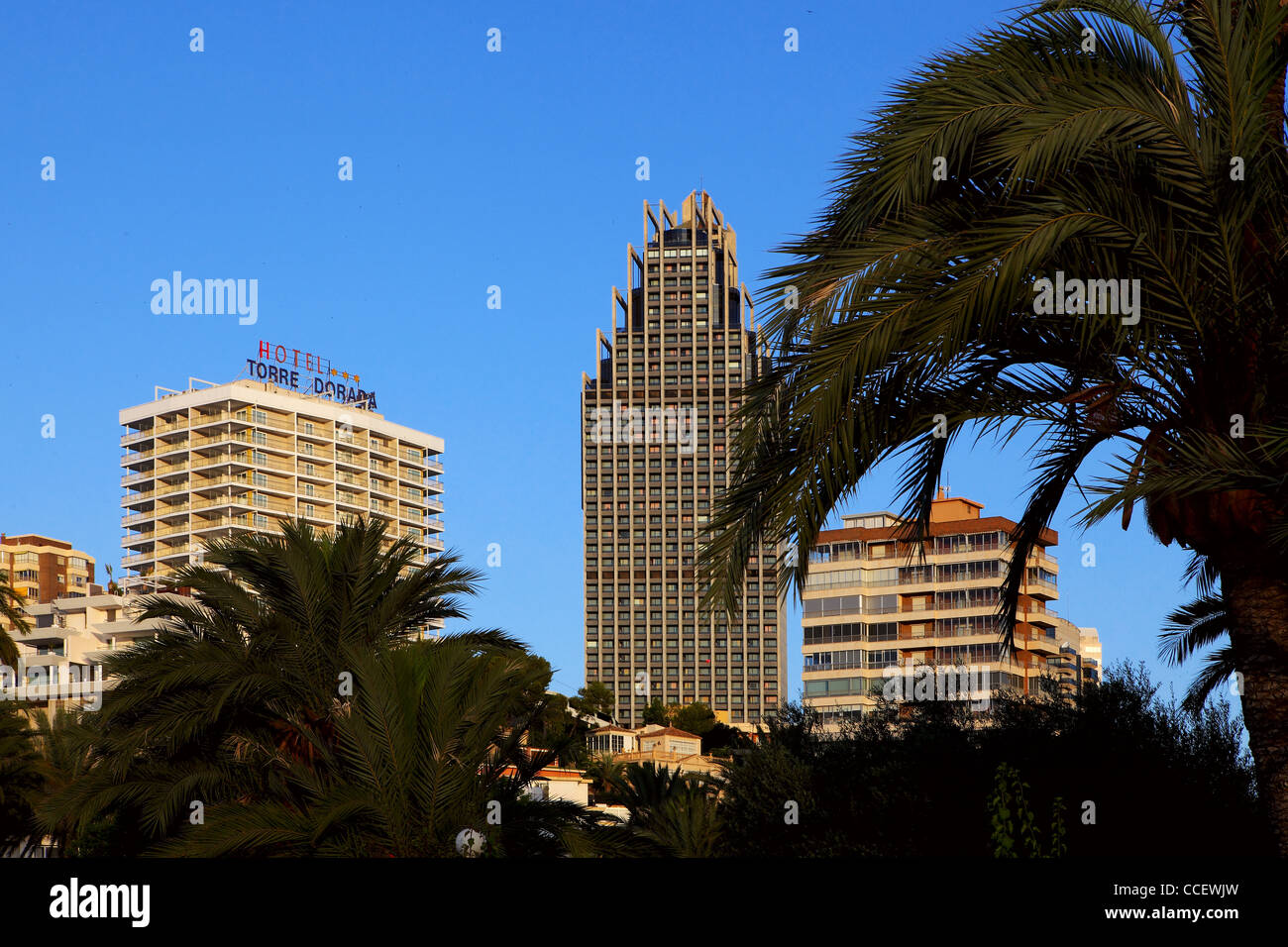 Hôtels et de palmiers à Benidorm Banque D'Images