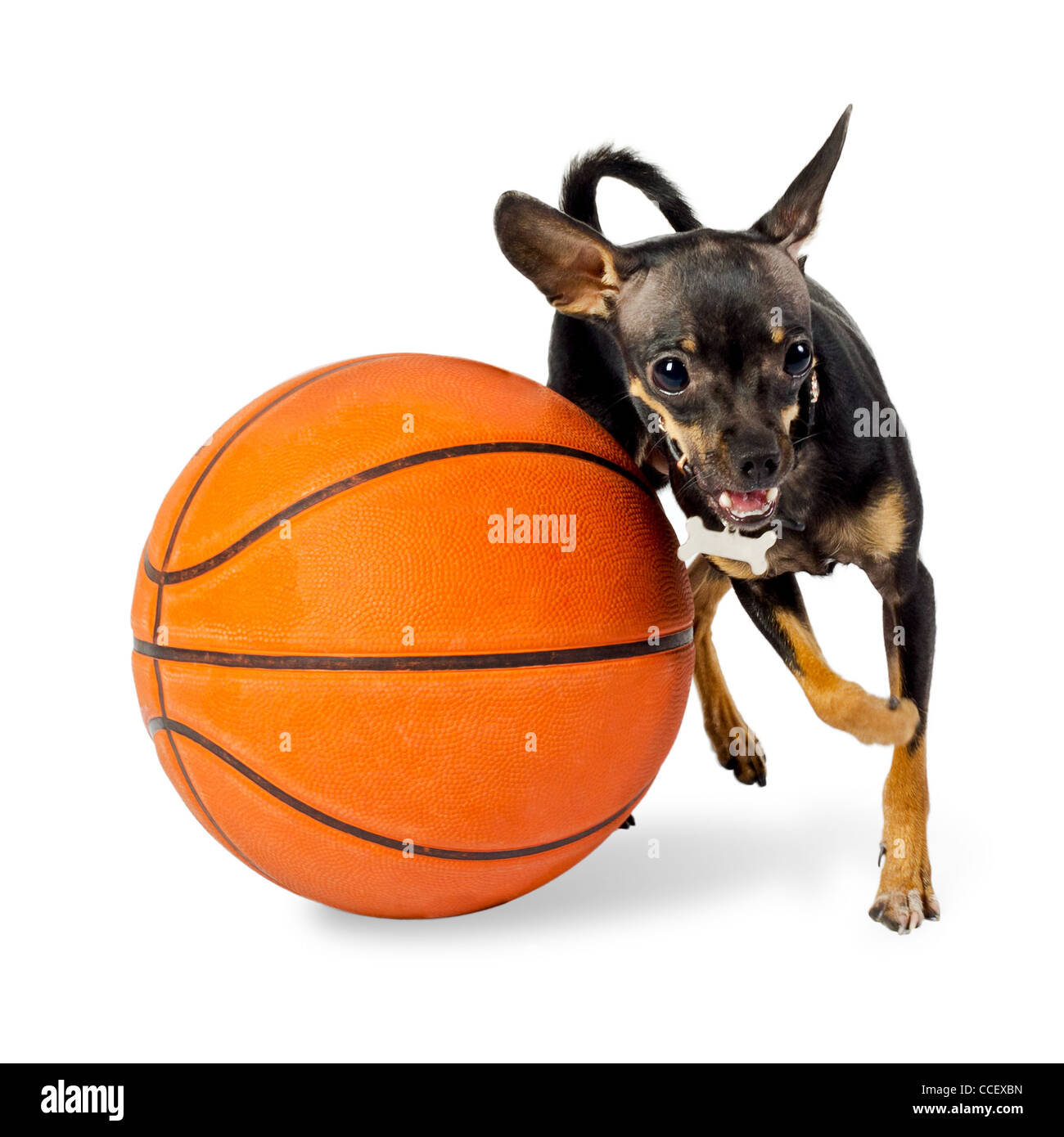 Chien jouant à la balle - Jouet chien terrier, 18 mois, avec le basket-ball sur fond blanc Banque D'Images
