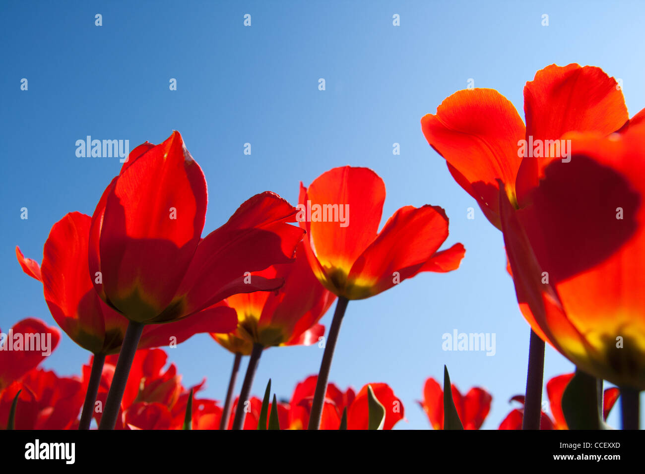 Champ de tulipes en Hollande rouge Banque D'Images