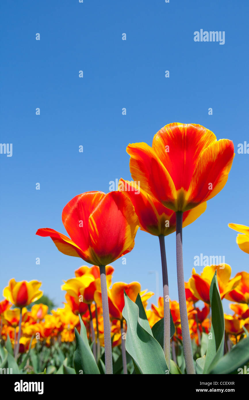 Champ de tulipes jaune rouge en Hollande Banque D'Images