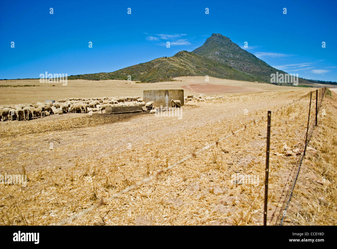 Des moutons paissant dans Riebeeksrivier au pied de la montagne près de Kasteelberg Riebeek West dans le Western Cape, Afrique du Sud. Banque D'Images