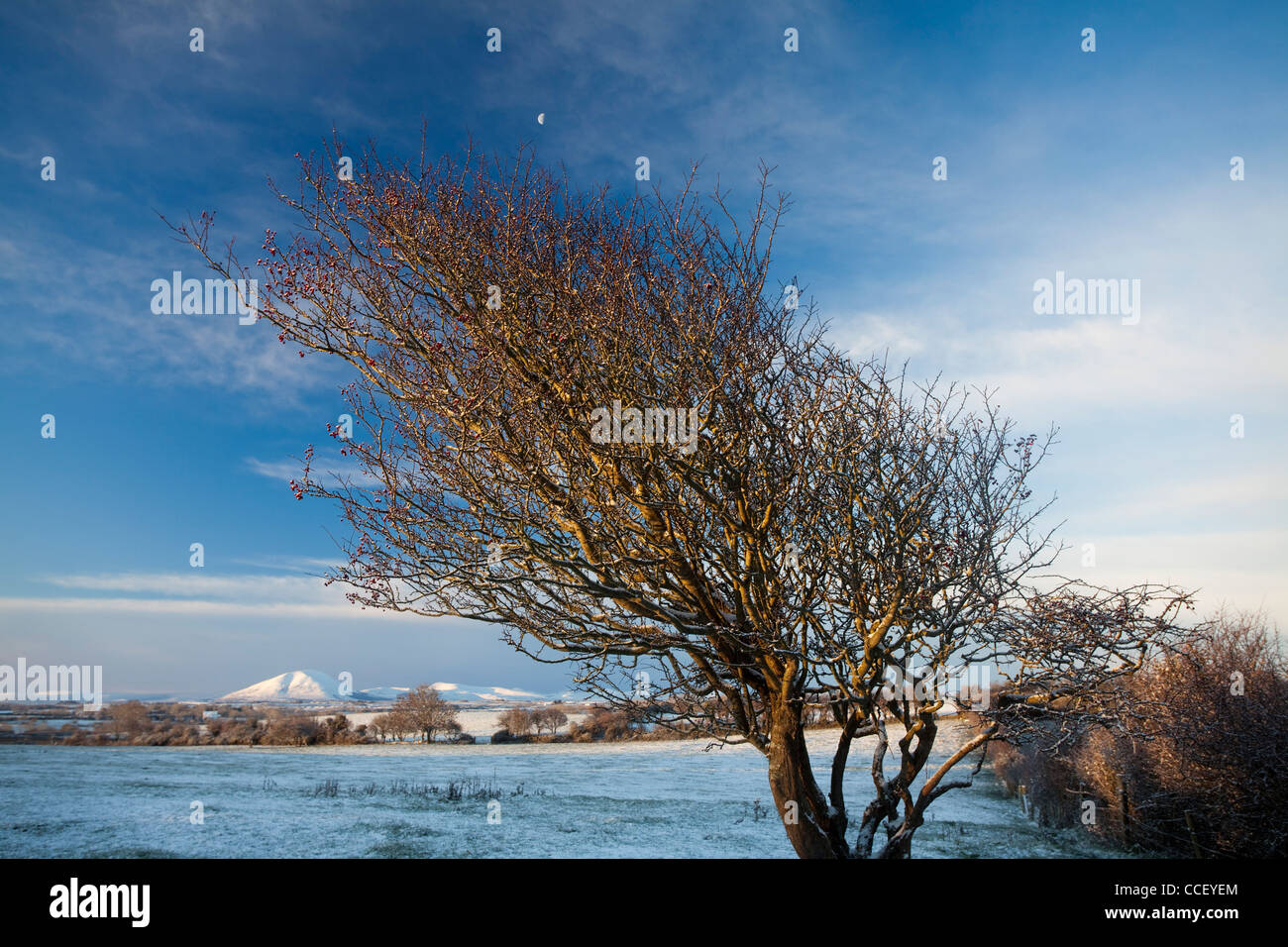 Arbre d'hiver de l'aubépine sous les montagnes Nephin Beg, Comté de Sligo, Irlande. Banque D'Images
