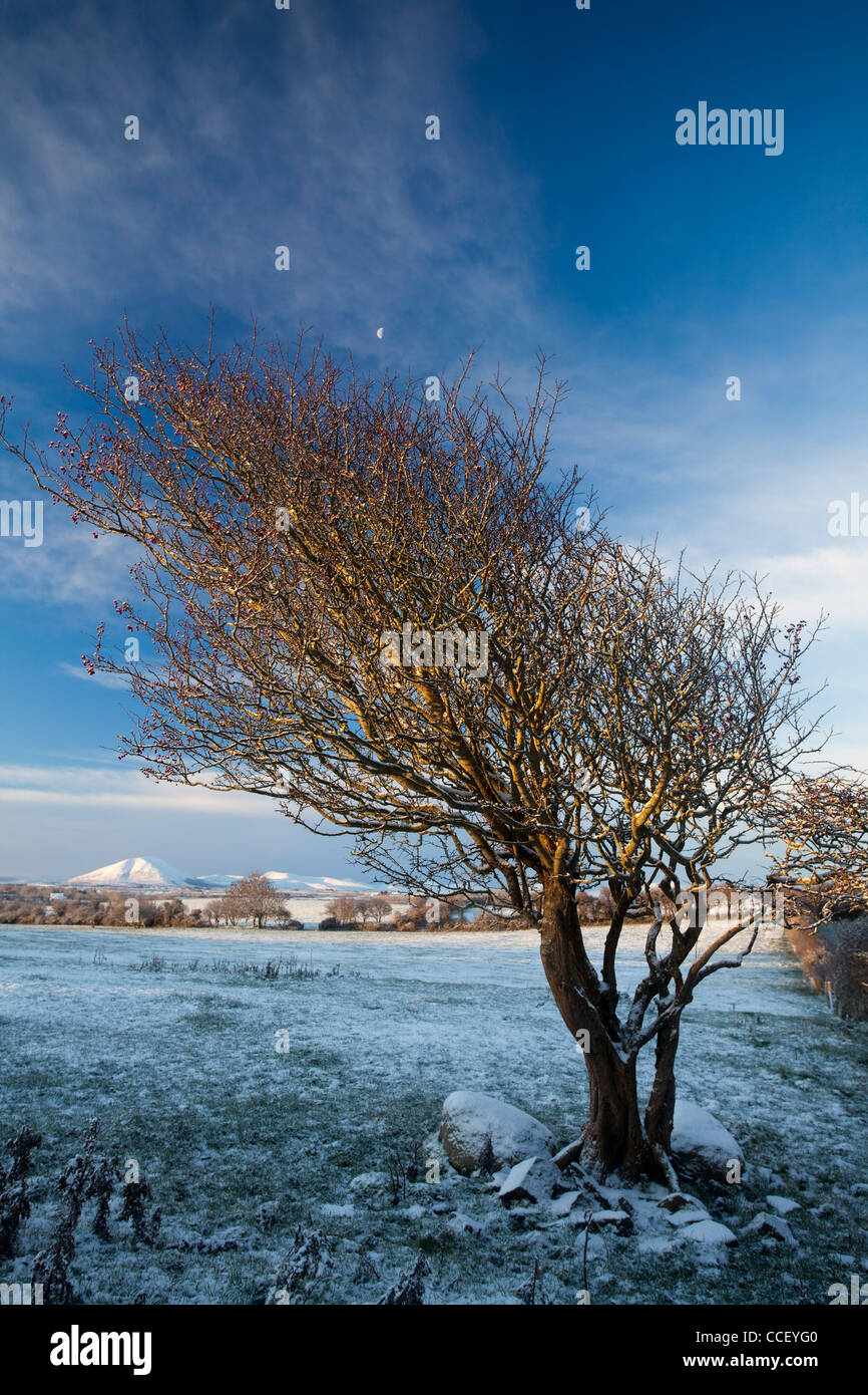 Arbre d'hiver de l'aubépine sous les montagnes Nephin Beg, Comté de Sligo, Irlande. Banque D'Images