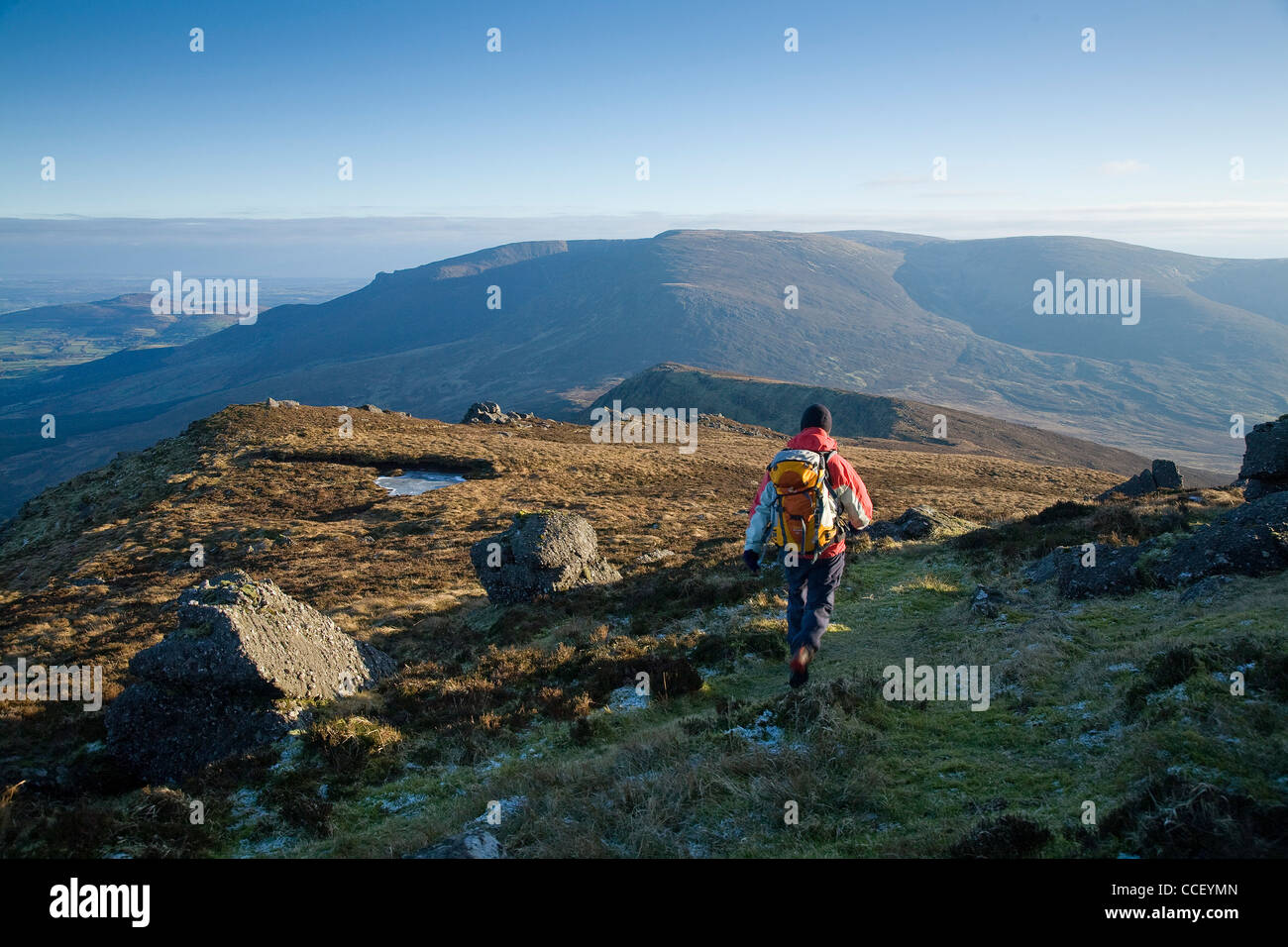 Walker sur le Knockanaffrin Ridge, montagnes Comeragh, comté de Waterford, Irlande. Banque D'Images