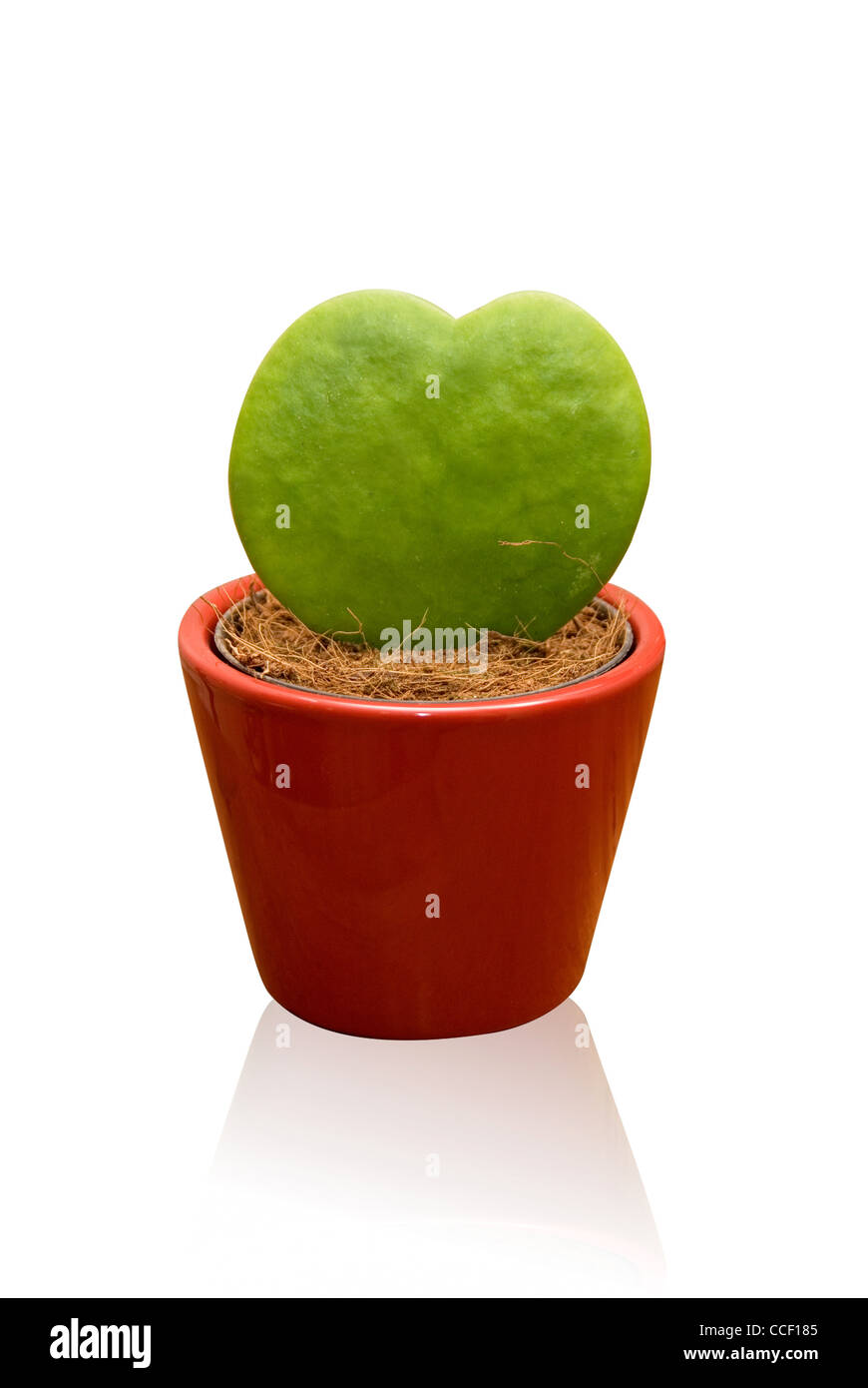 En forme de coeur vert pot à cactus isolé sur fond blanc Photo Stock - Alamy