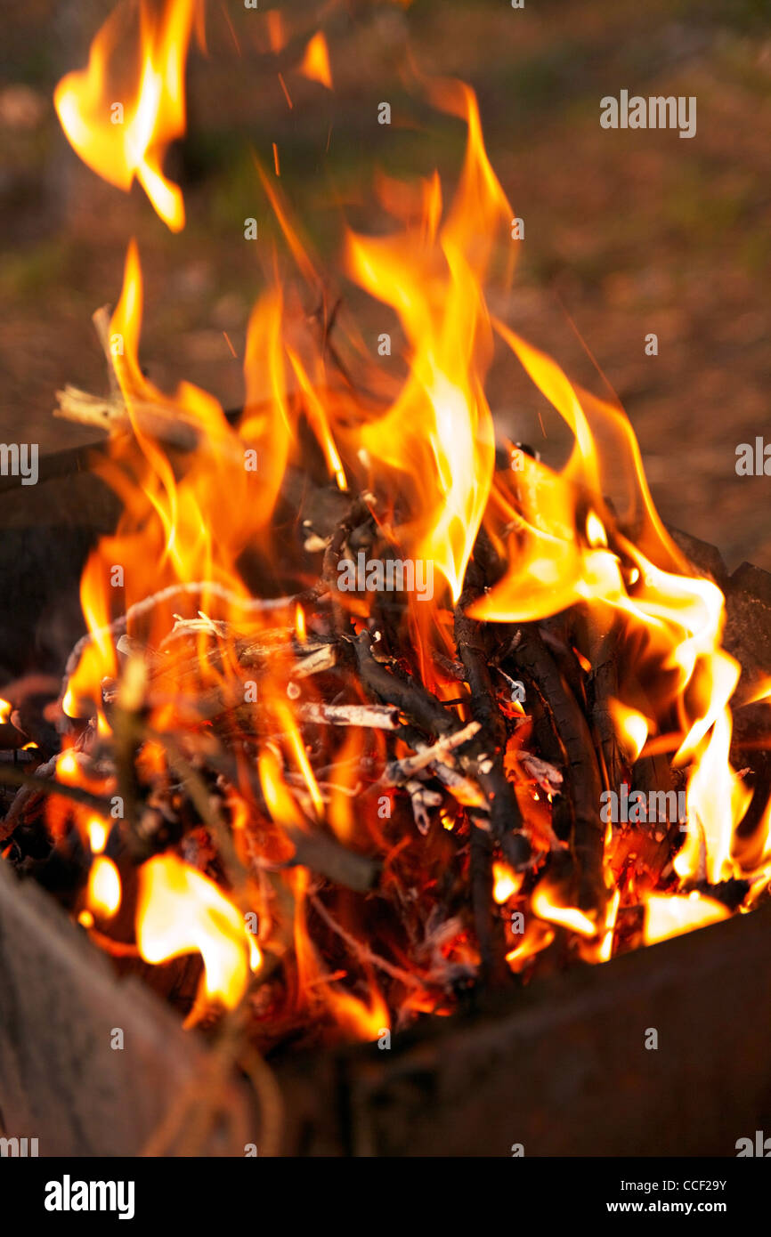 Close up feu de barbecue en forêt Banque D'Images