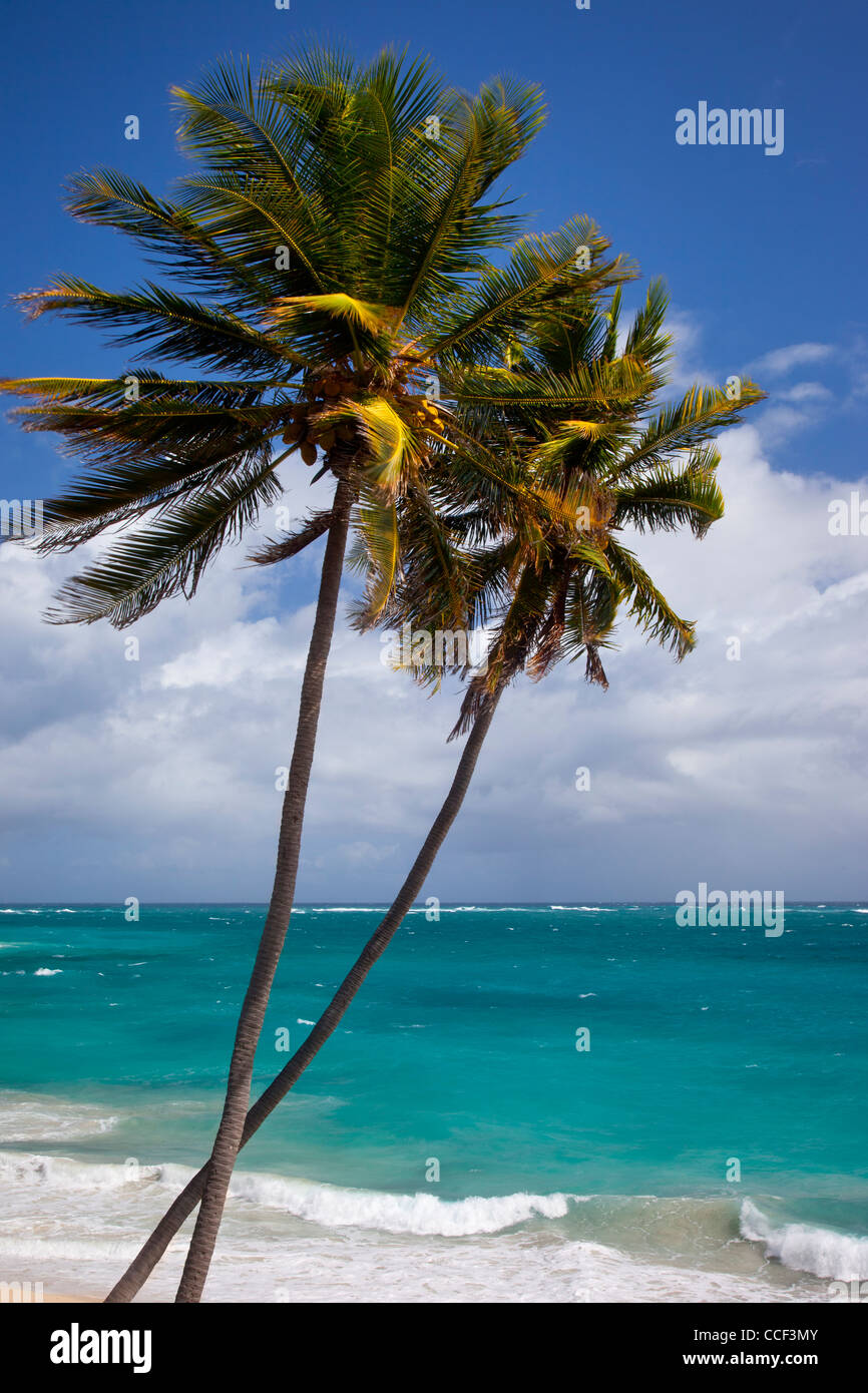 Palmiers au fond Bay sur la côte sud-est de la Barbade, Antilles Banque D'Images