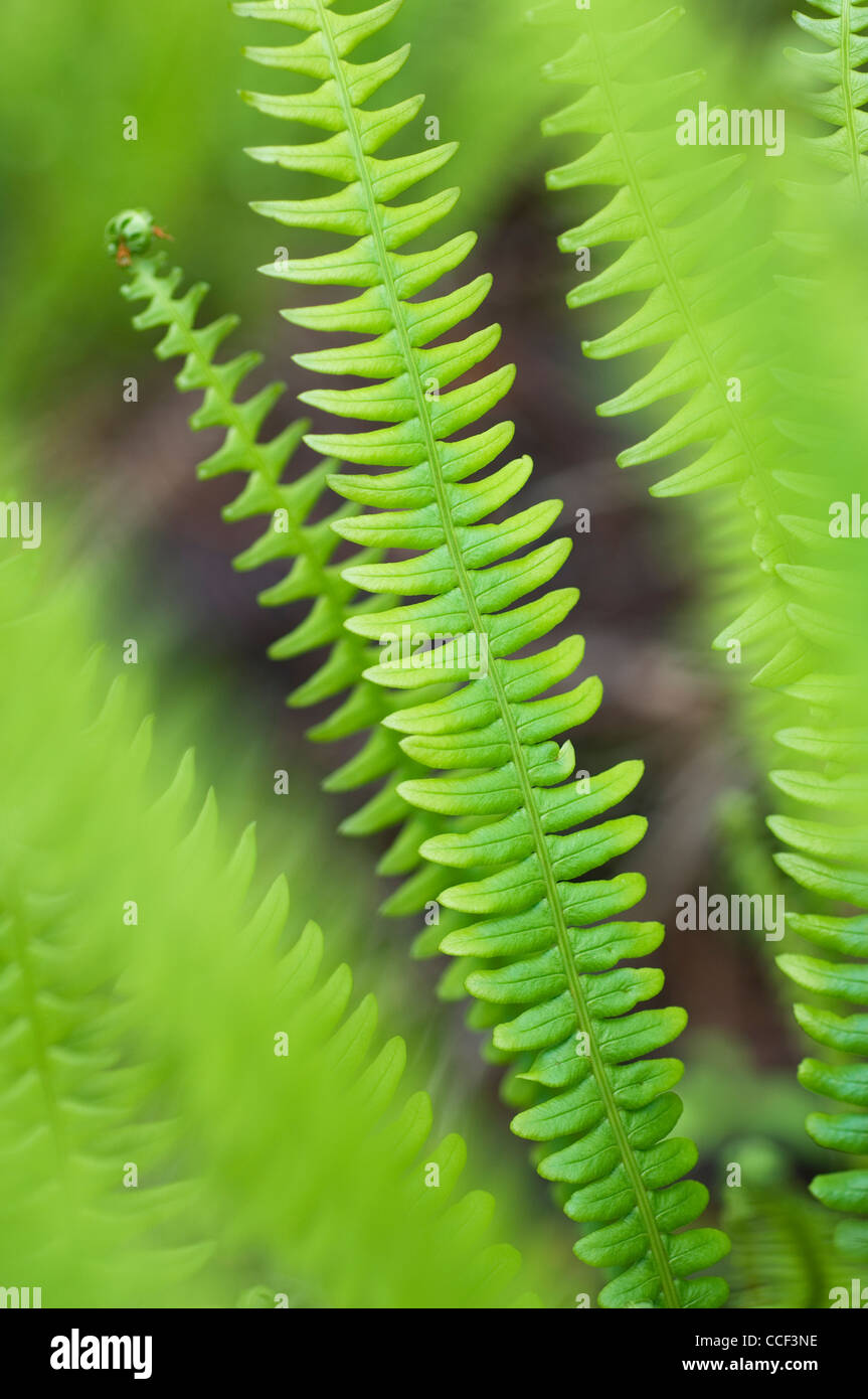 Hard fern frondes. Banque D'Images