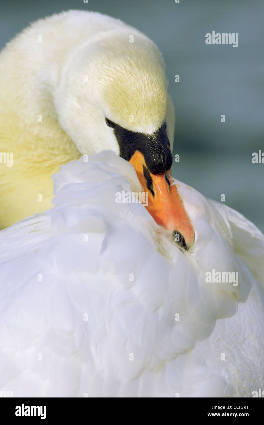 Des profils Cygne muet, Cygnus olor au lissage. Banque D'Images