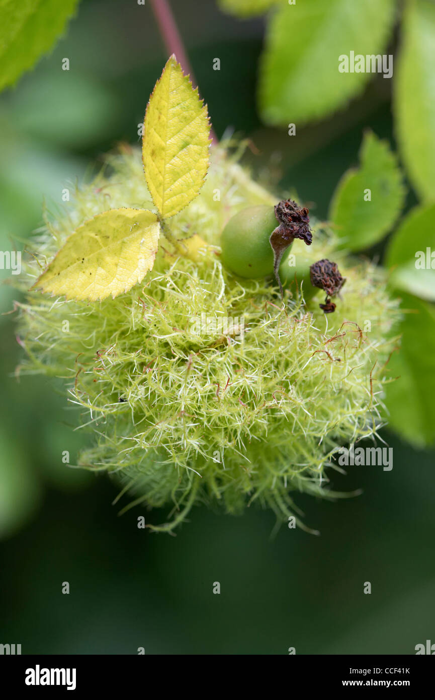 Diplolpepis rosae, bedeguar gall ou Robin's pincushion sur Wild Rose. Banque D'Images