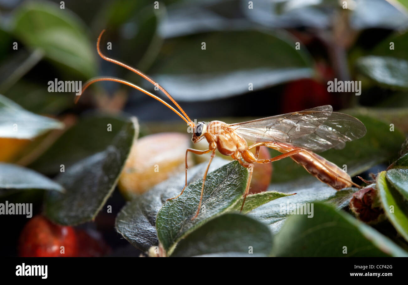 Guêpe mouche Ichneumon, Ophion luteus, femme, sur les feuilles d'automne. Banque D'Images