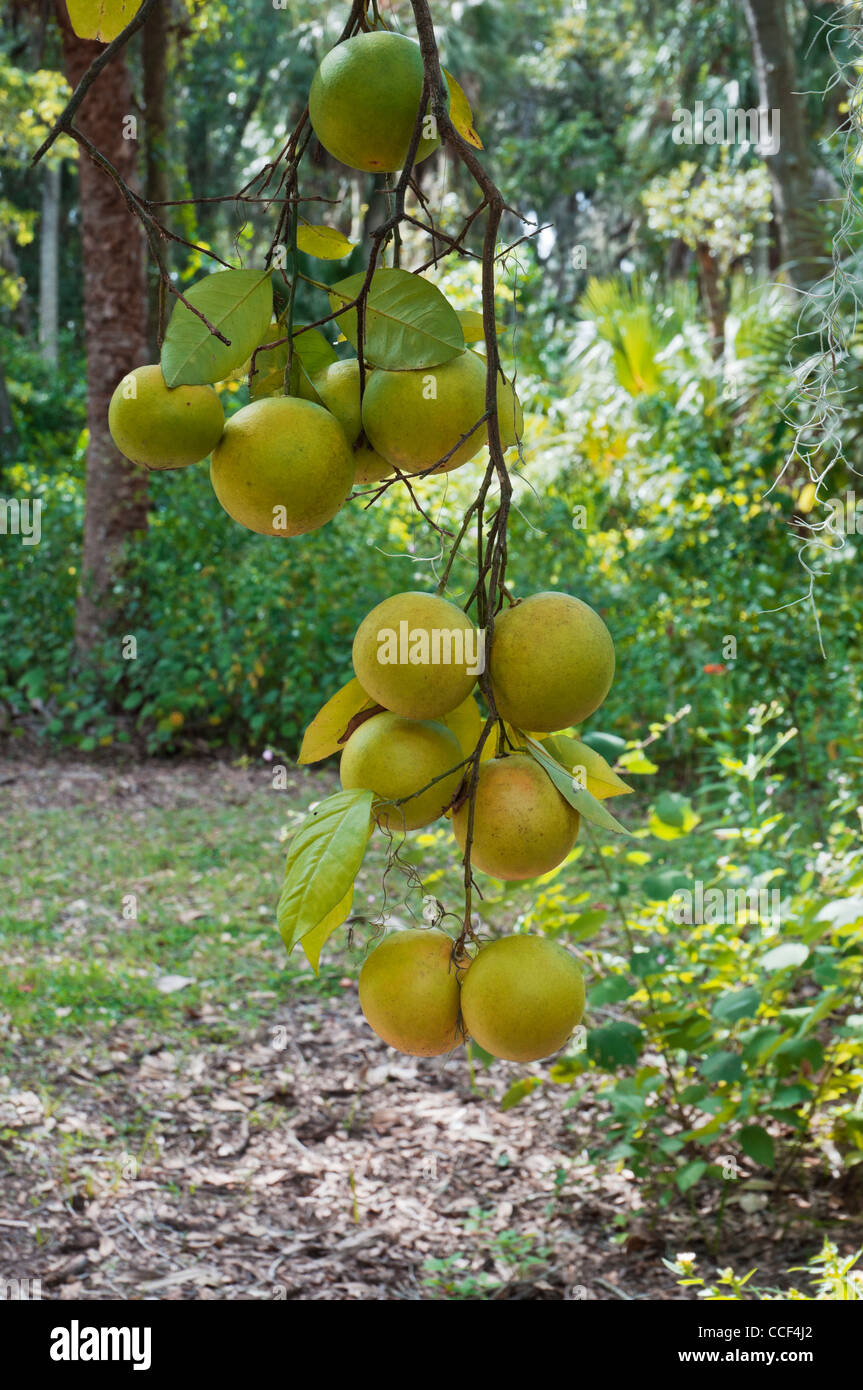 Marjorie Kinnan Rawlings Historic State Park, Cross Creek, en Floride. Les oranges pendant du d'arbres dans les orangeraies. Banque D'Images Marjorie Kinnan Rawlings Historic State Park, Cross Creek, en Floride. Les oranges pendant du d'arbres dans les orangeraies. Banque D'Images