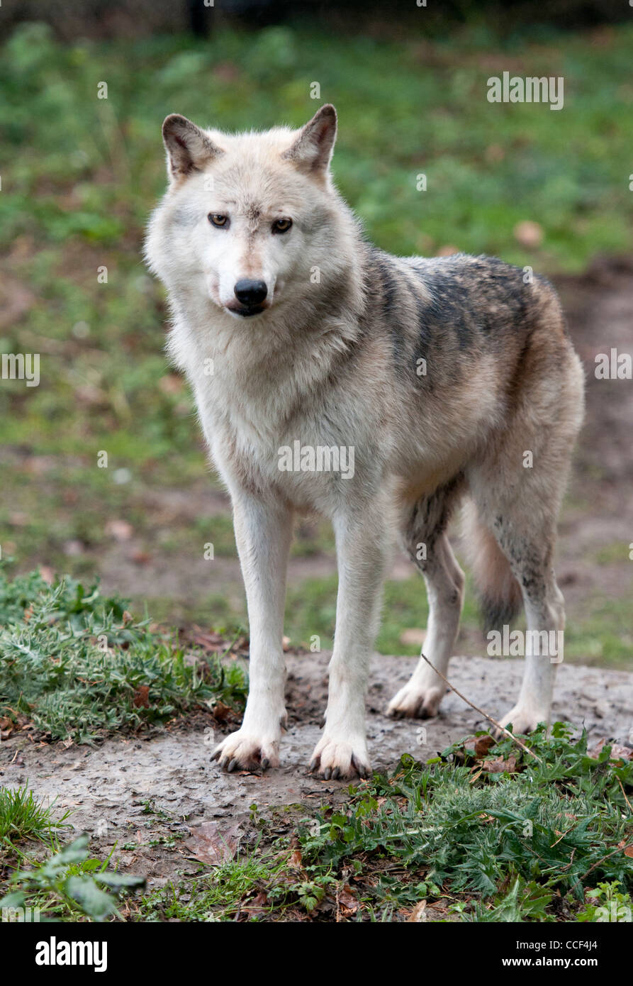 Le loup canadien Banque D'Images