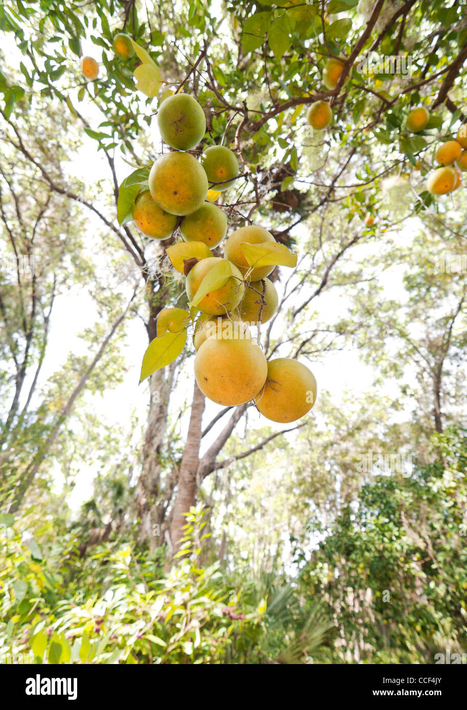 Marjorie Kinnan Rawlings Historic State Park, Cross Creek, en Floride. Les oranges pendant du d'arbres dans les orangeraies. Banque D'Images Marjorie Kinnan Rawlings Historic State Park, Cross Creek, en Floride. Les oranges pendant du d'arbres dans les orangeraies. Banque D'Images