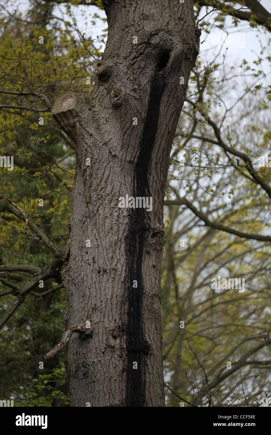 Tronc de chêne avec le trou qui fournit un perchoir de Daubenton (Myotis daubentonii) et Noctule (Nyctalus noctula chauves-souris). Banque D'Images